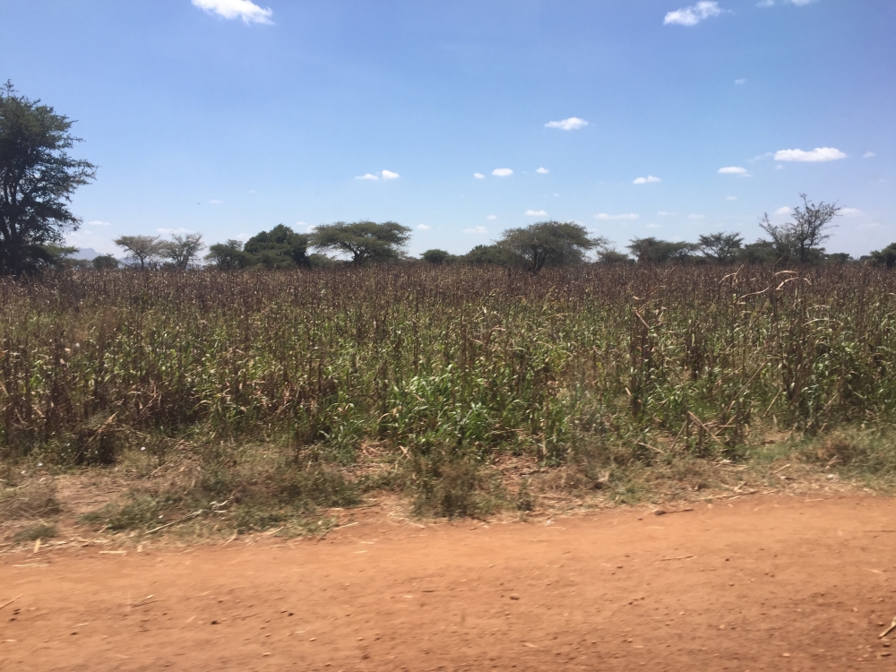 Autumn sorghum harvests in the Karamoja region of Uganda