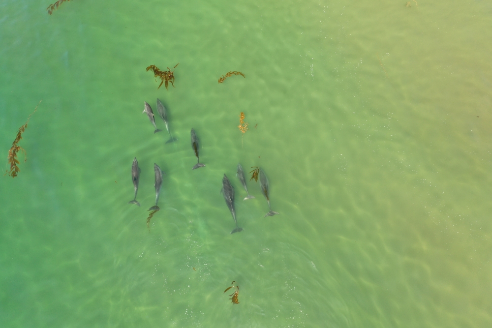 Eight dolphins swimming in greenish water amidst floating kelp, as captured by drone camera