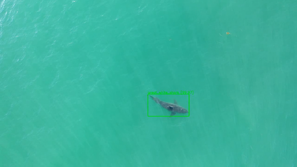 A great white shark swimming in green-blue water as captured by a drone