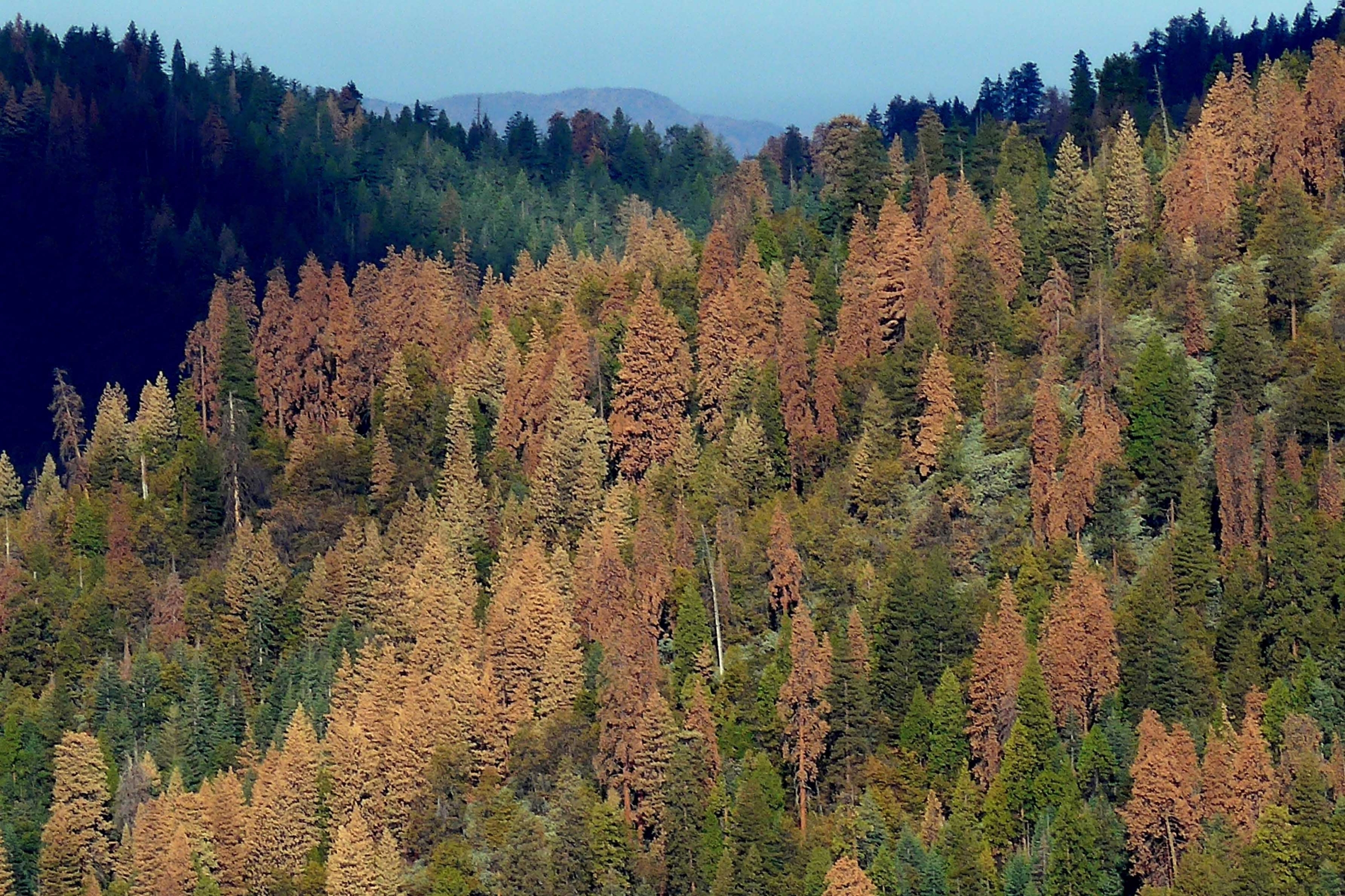 An aerial view of a forest