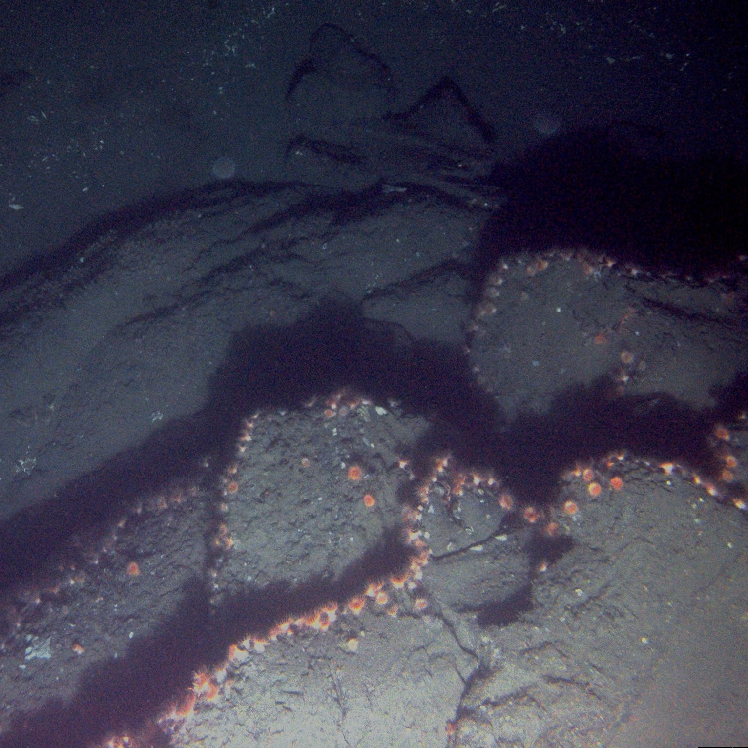 The darkness of the ocean floor, with minor spots of orange visible in the dim light