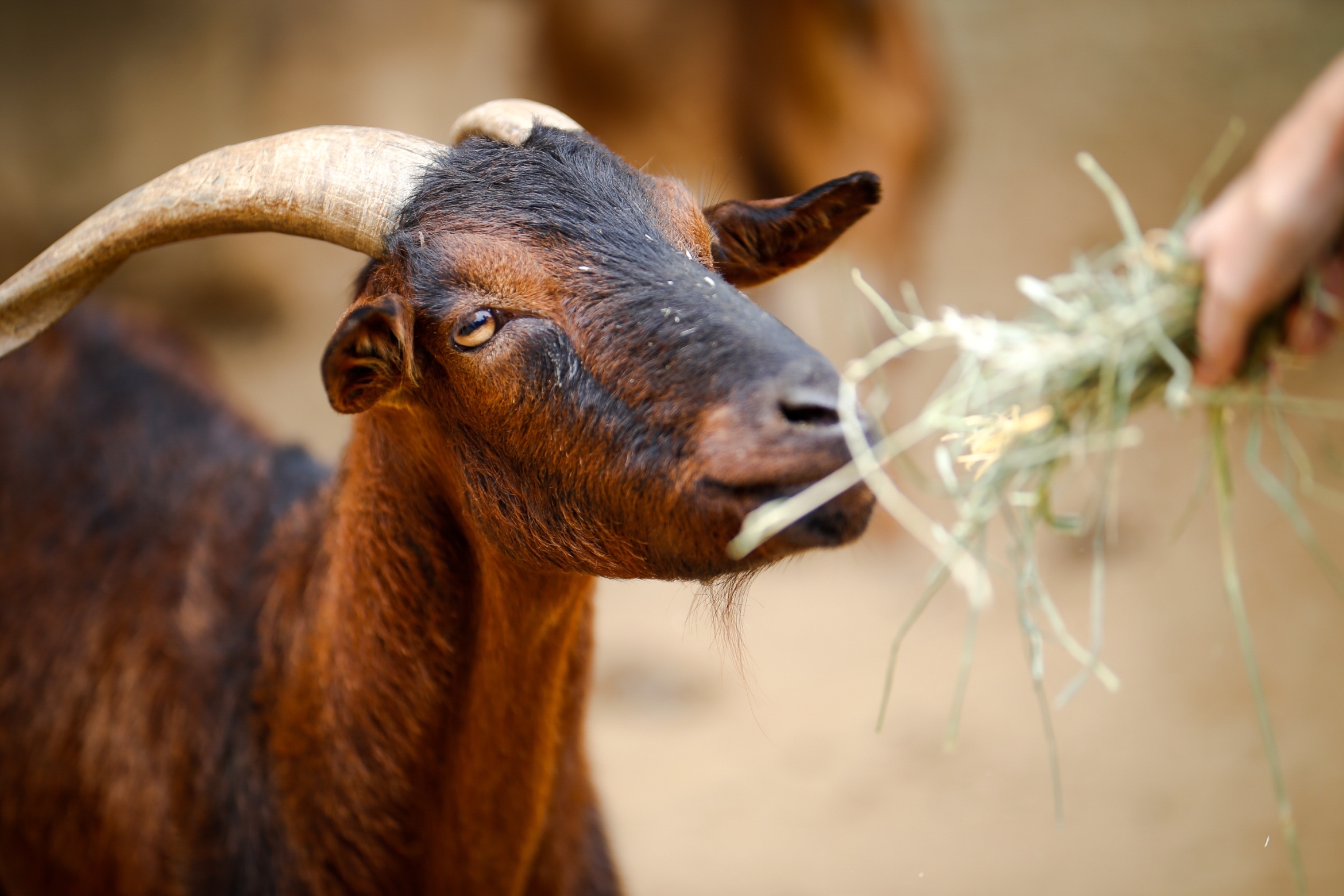 goat being fed grass