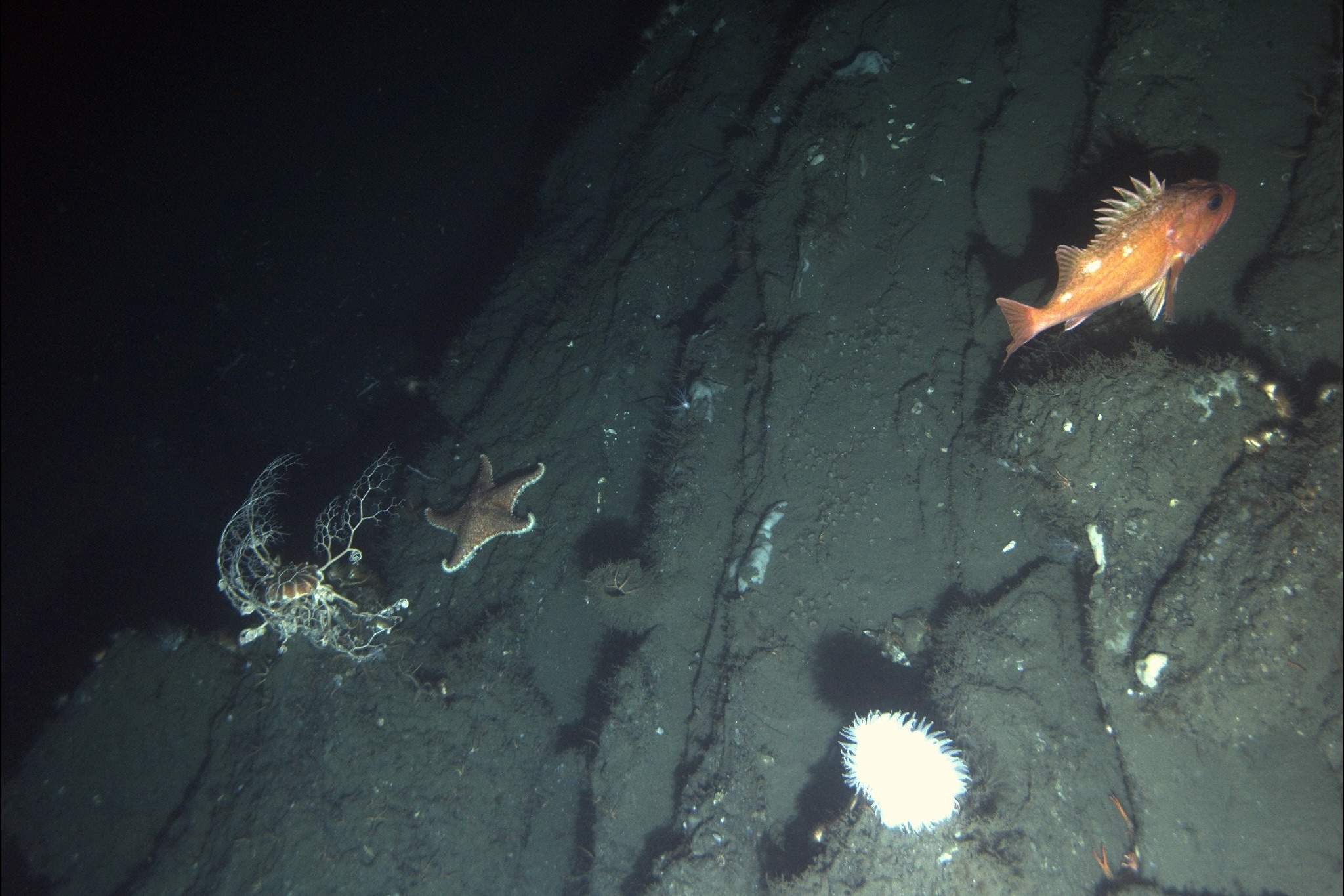 A greenblotched rockfish looms in the darkness near a sea star, a basket star and a deep-sea anemone that have all made their home on the slopes of one of the channel’s asphalt volcanoes.