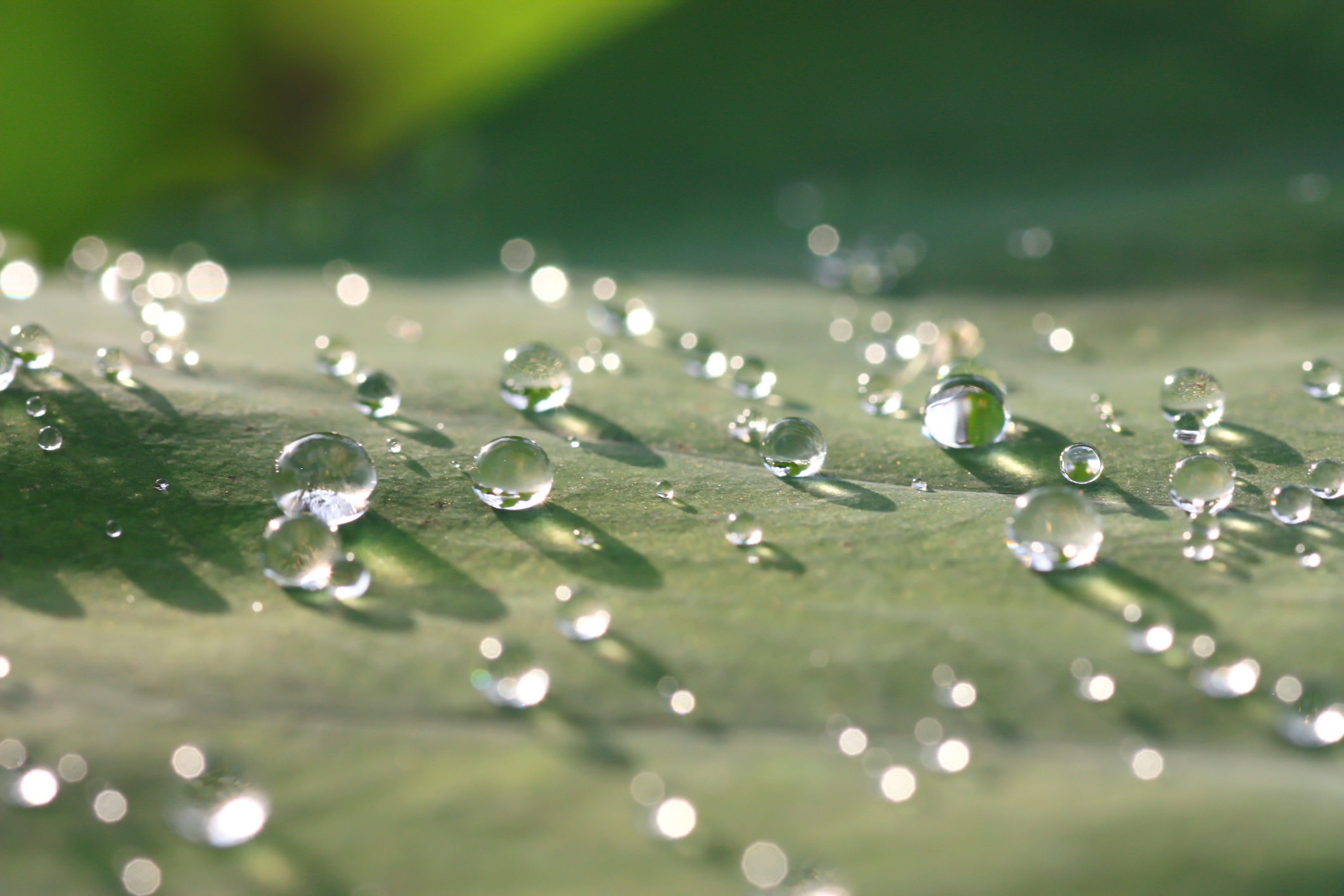 A leaf covered in water droplets