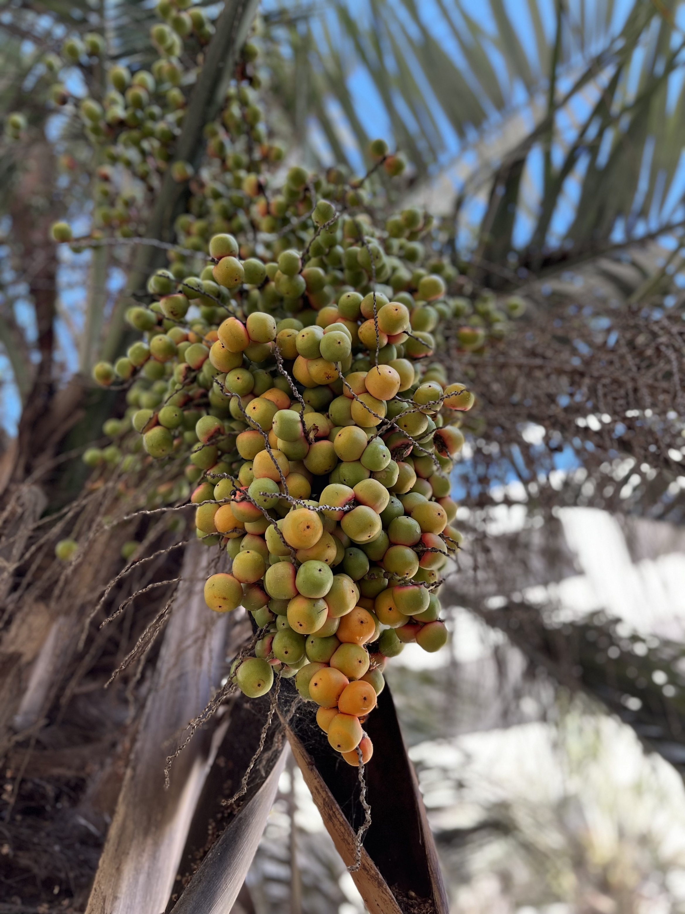 Jelly palm fruit