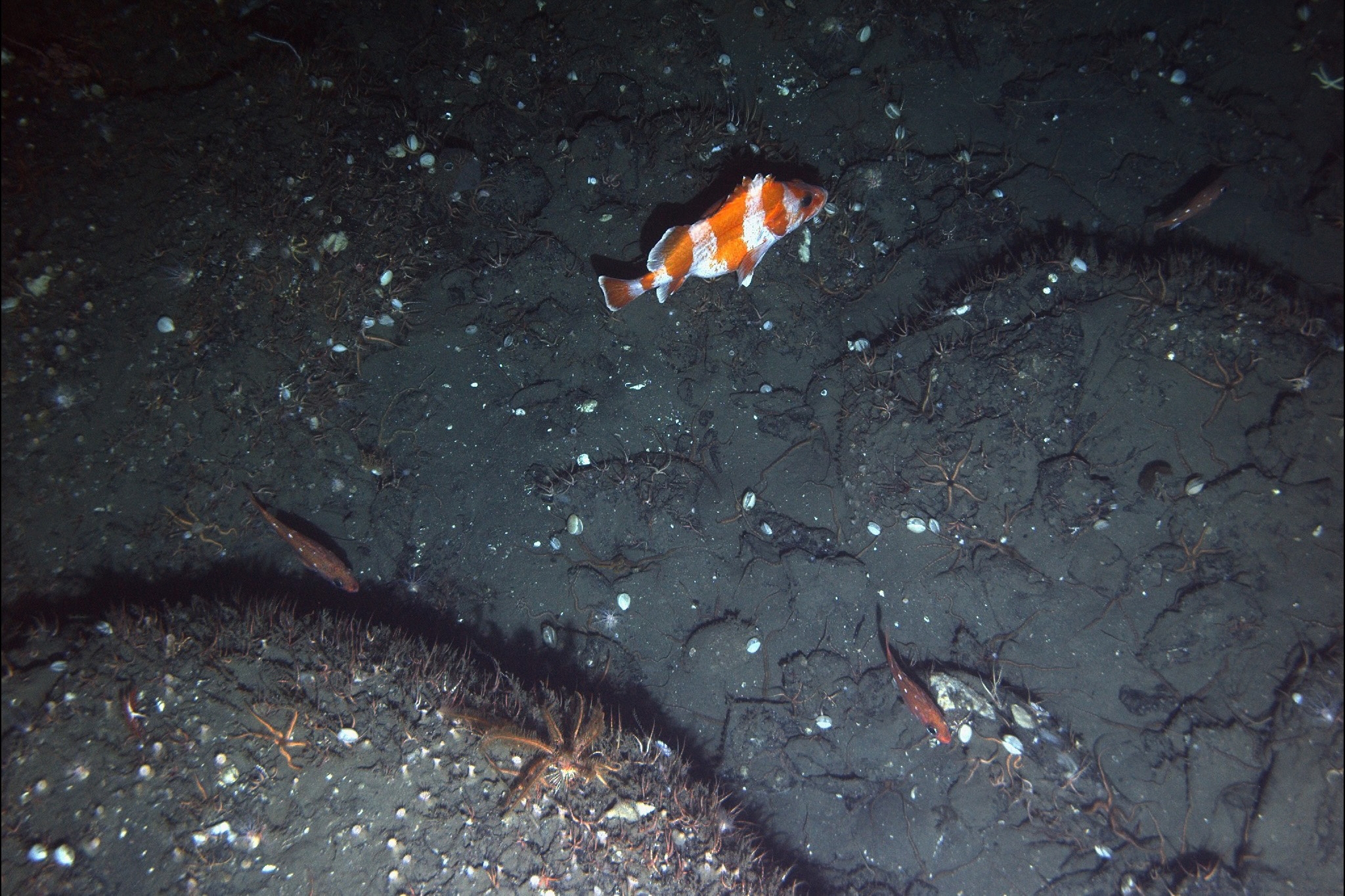 Flag rockfish and three swordspine rockfish swim among a basket star and numerous brittle stars on the side of one of the asphalt volcanoes