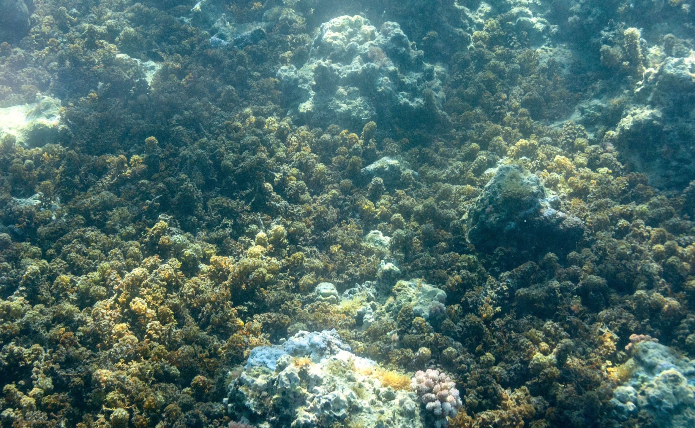 A seaweed-dominated reef.