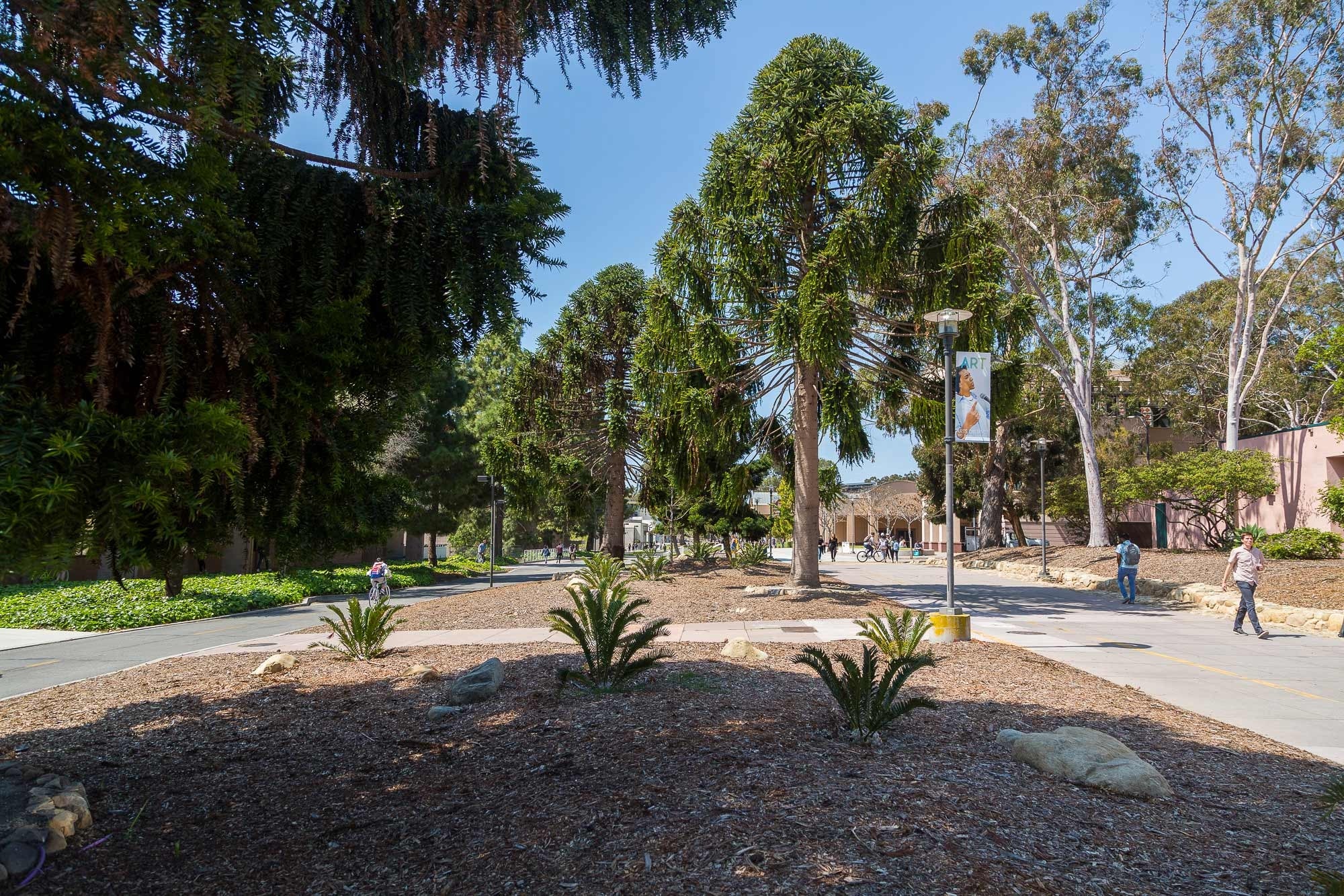 Large conifers and cycads line a walkway.