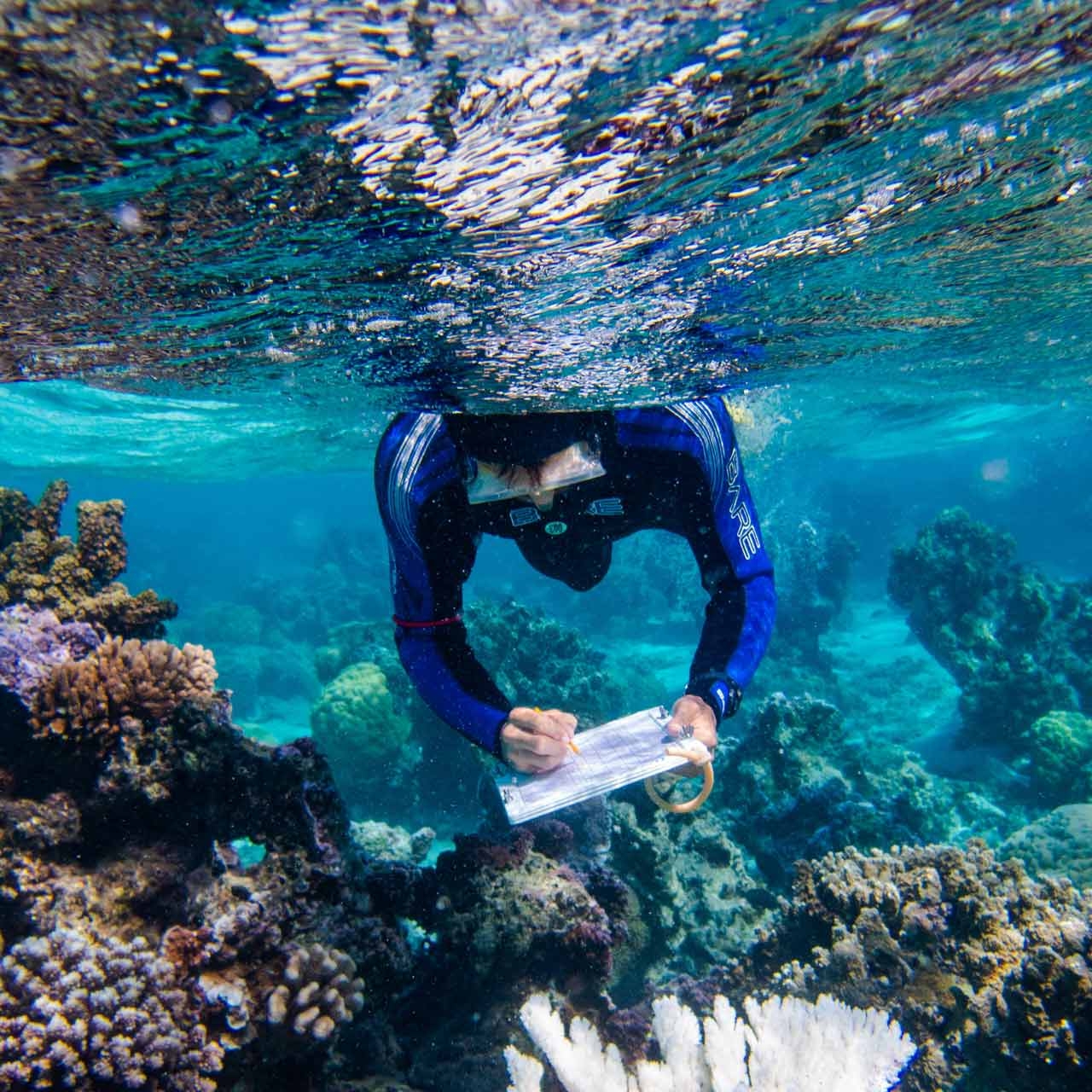 Deron Burkepile underwater performing research