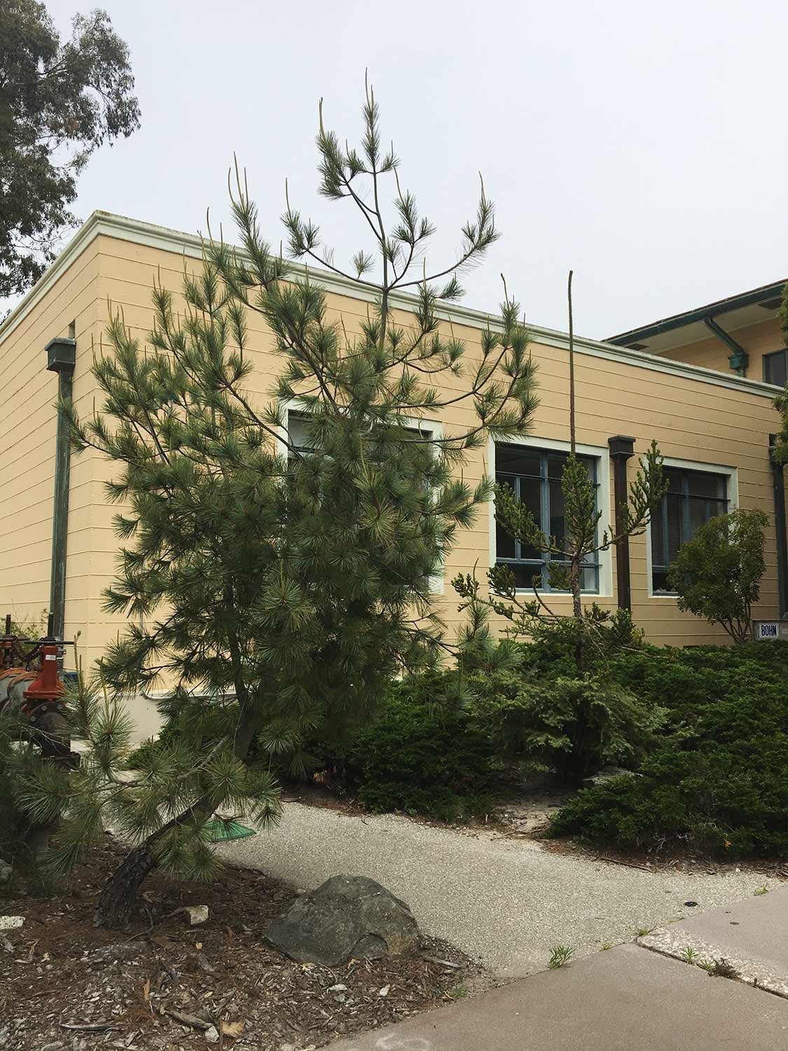 A small, unassuming pine grows in a courtyard.