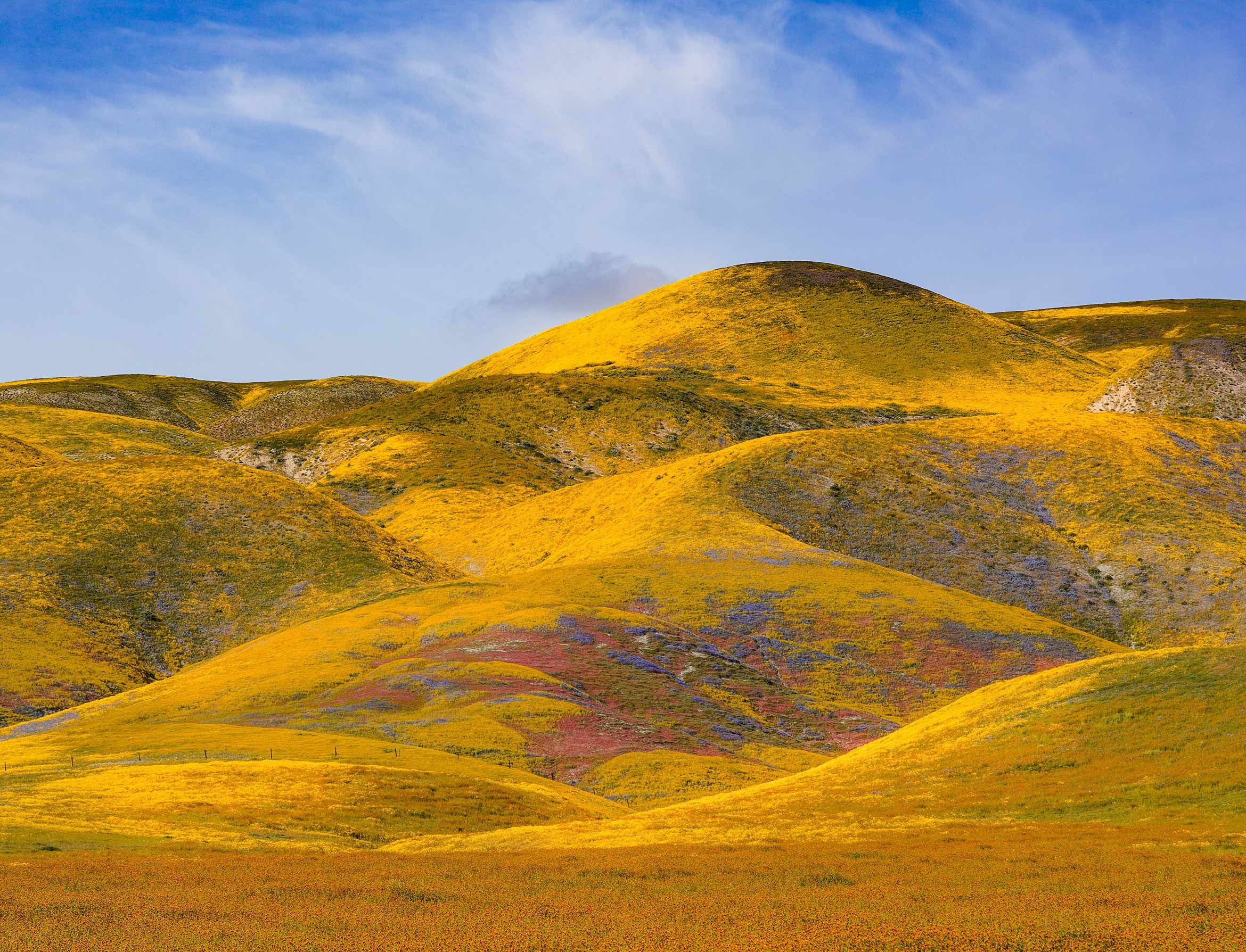 Hillside daisy blankets hills in yellow, with splashes of pink, orange and blue.