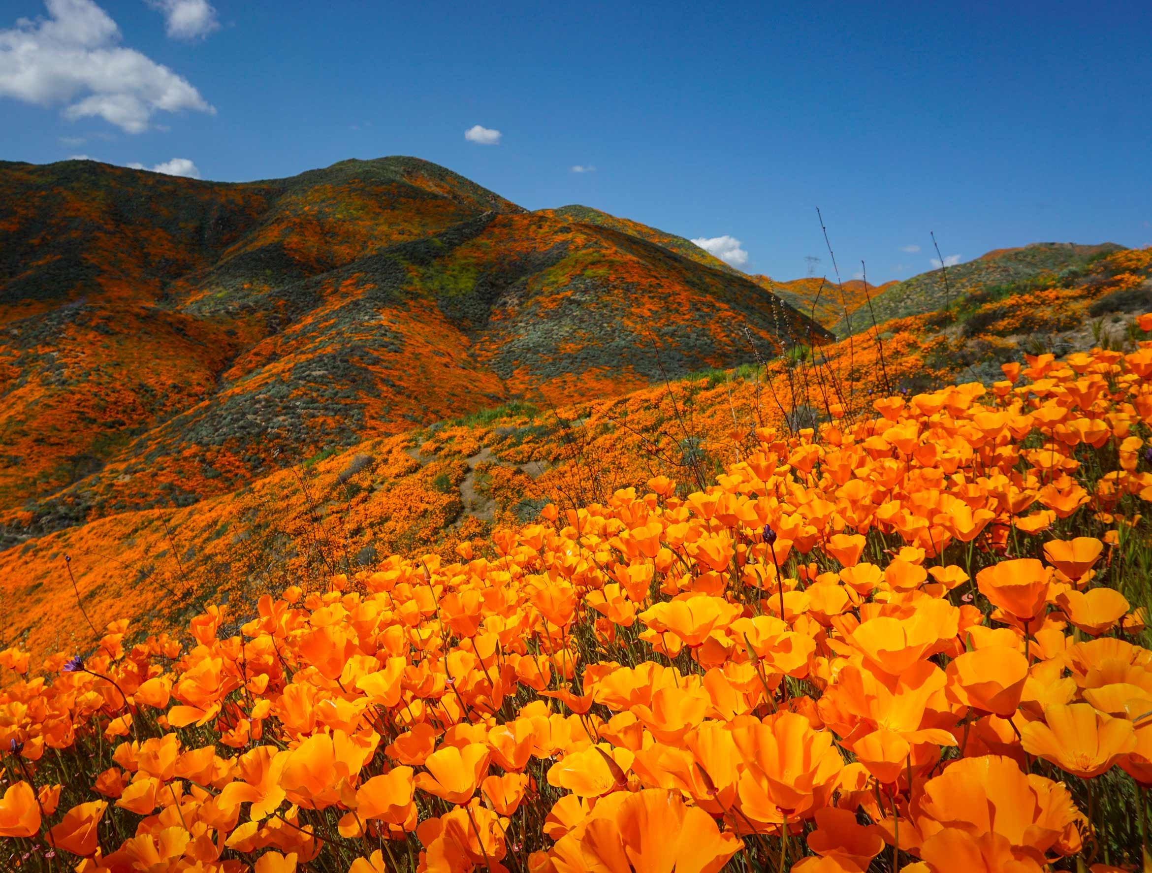 Orange poppies cover the hillsides.