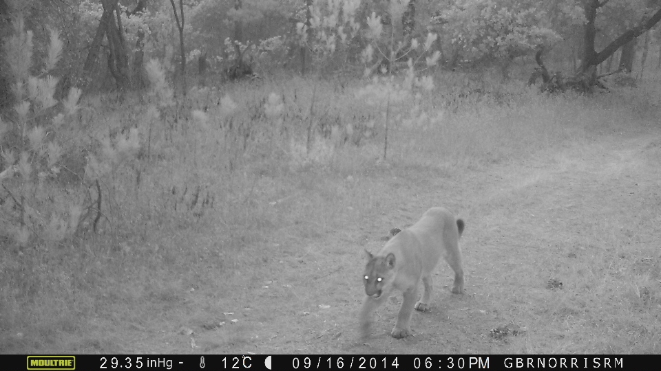 lion spotted on camera at the reserve