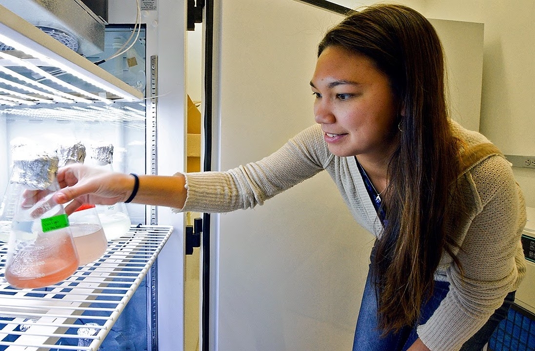 Holly Moeller checks on flasks of mixotrophic algae.