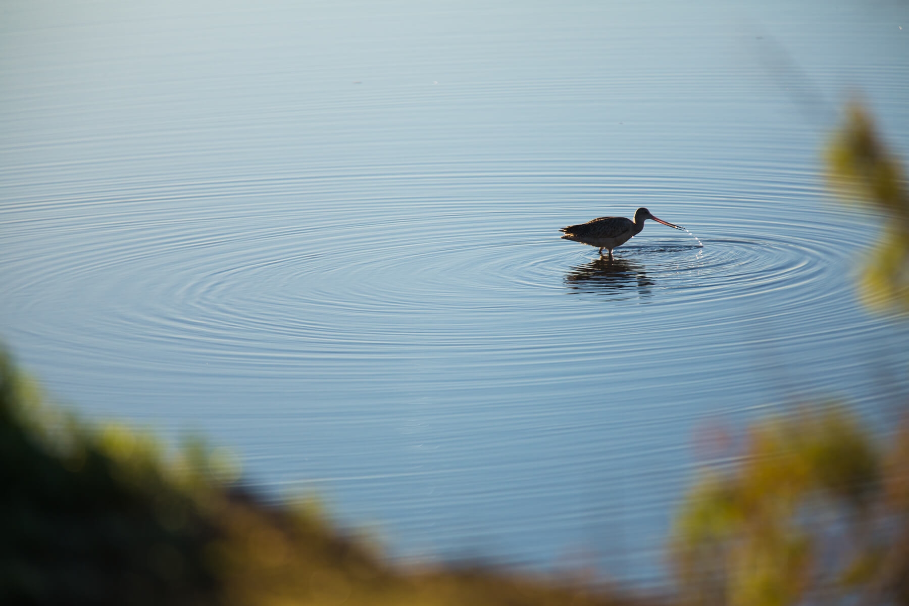 shorebird at the salt marsh