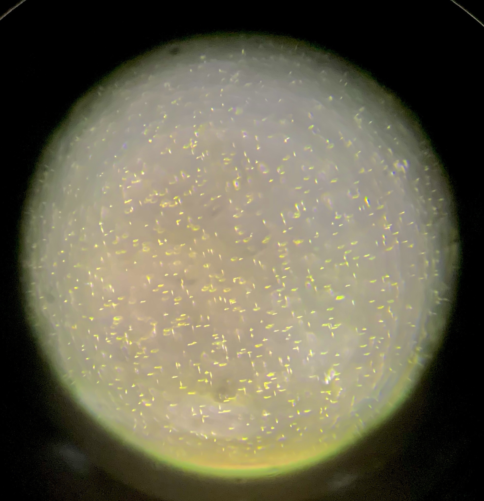 Bright green specks of algae seen through a microscope lens.