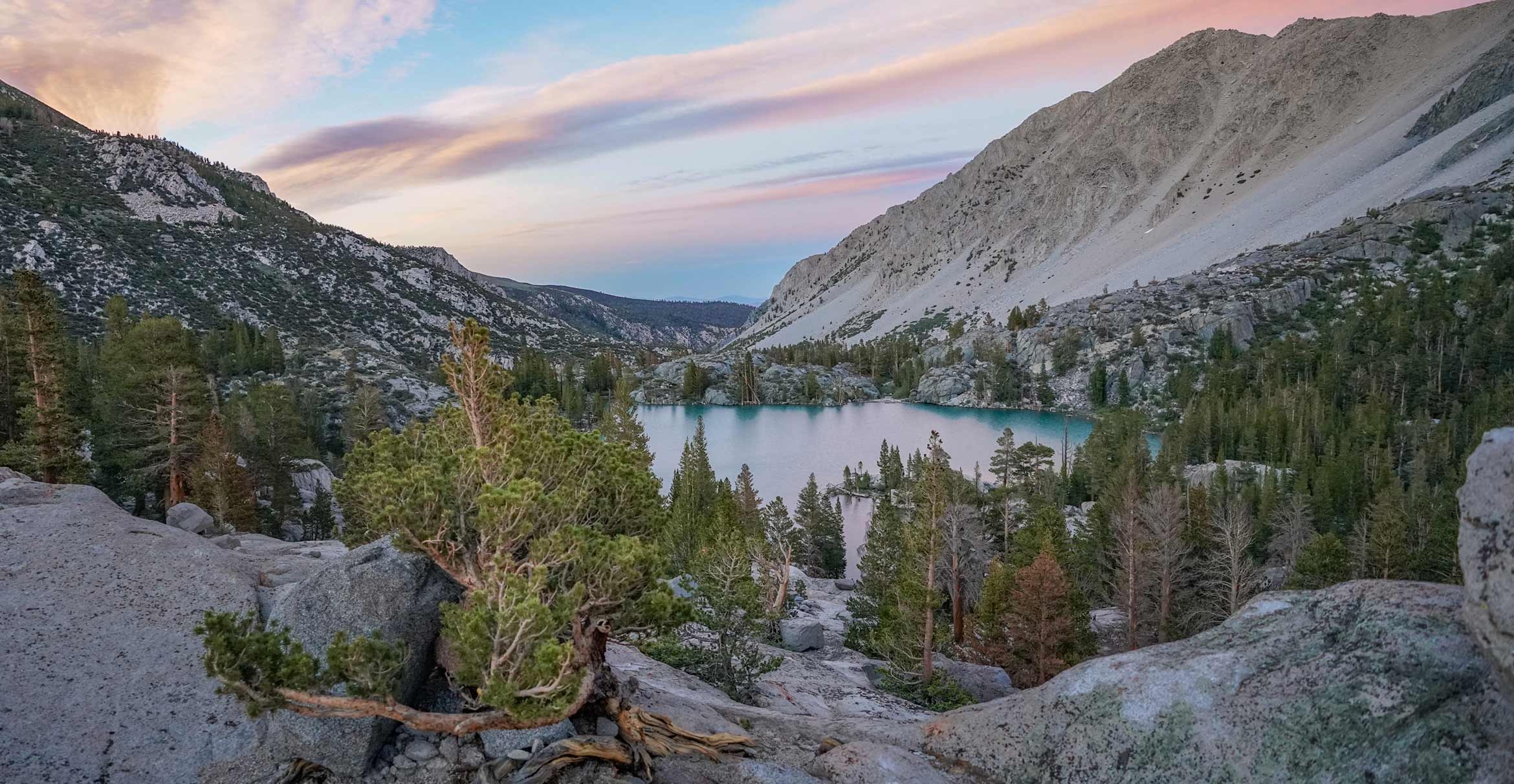 A whitebark pine growing on the rock overlooking Big Pine Creek in the Eastern Sierra Nevada.