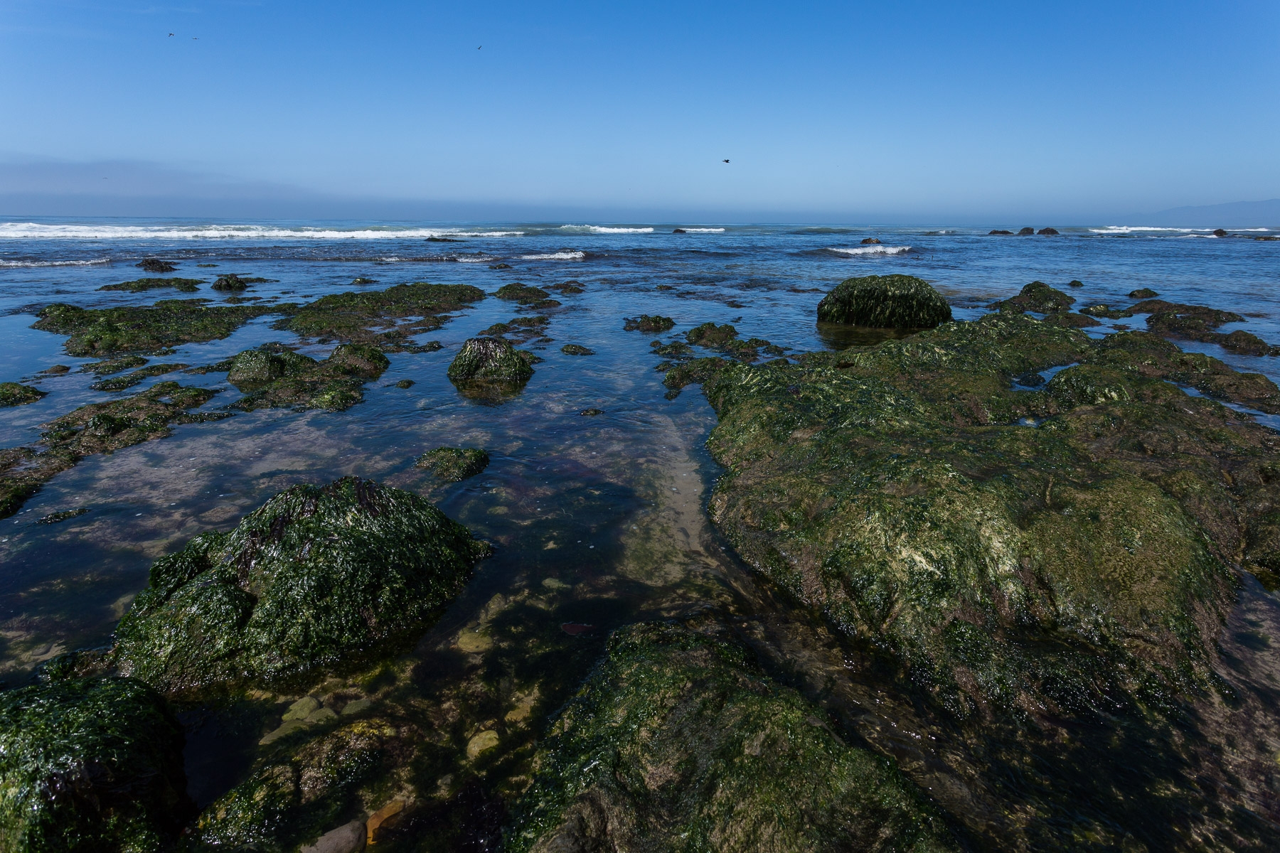rocky intertidal site on the reserve