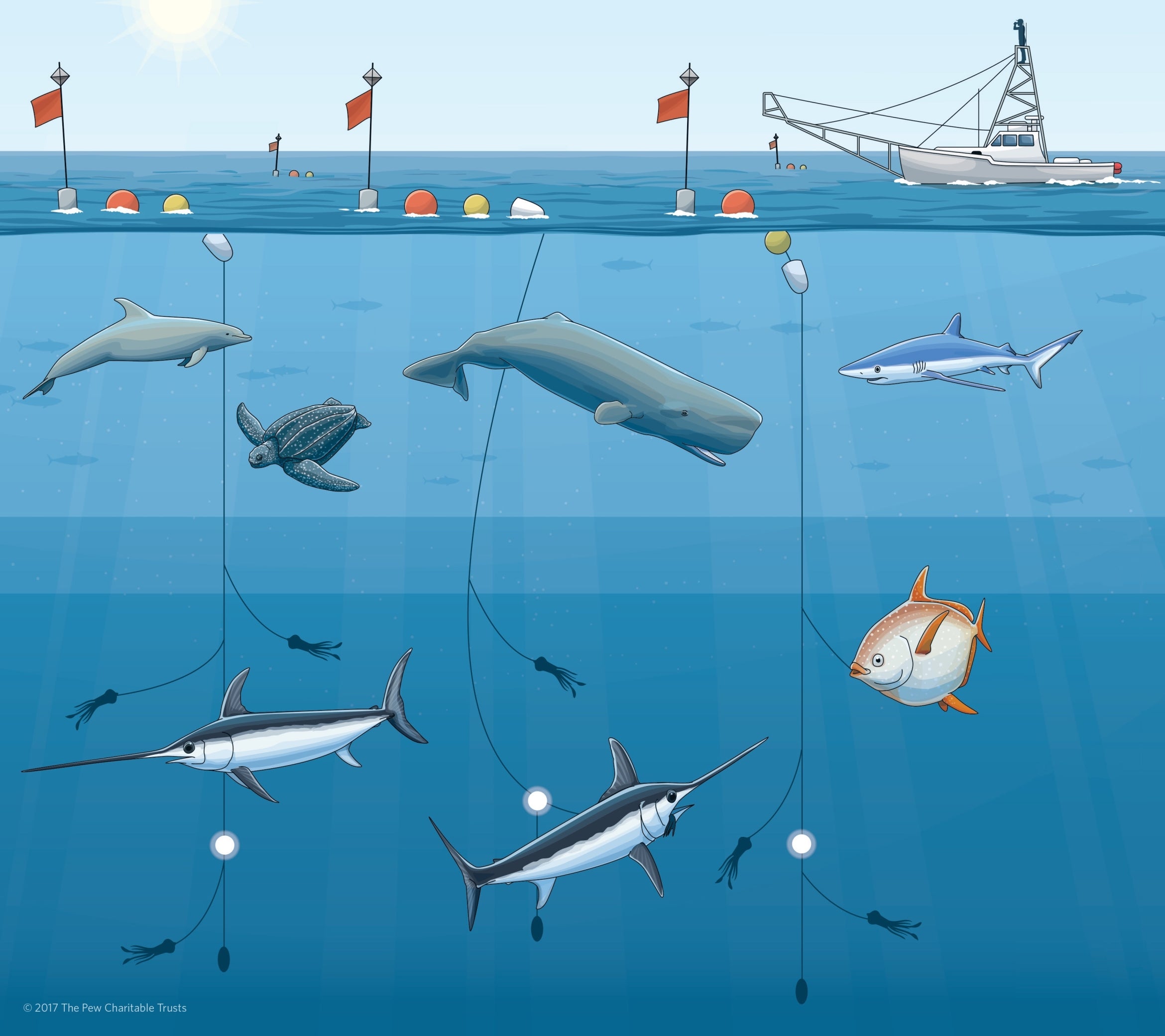 Deep-set buoy gear catches swordfish and opah deep in the ocean, sparing whales, sharks and turtles closer to the surface.