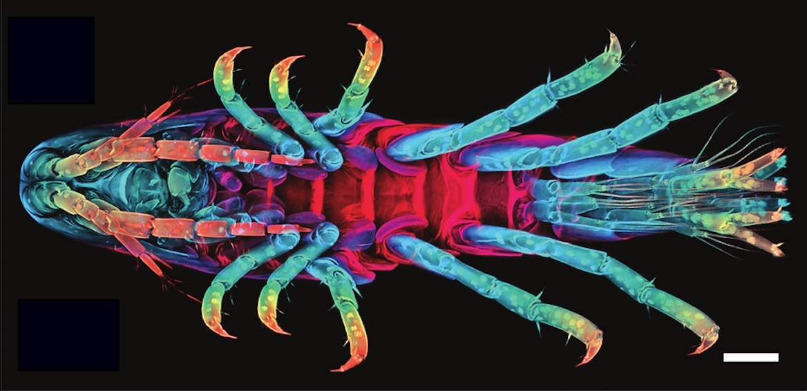 colorful image of the belly view of a small shrimp