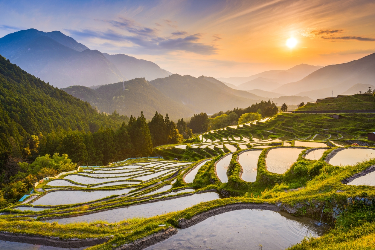 Rice terraces at sunset in Japan