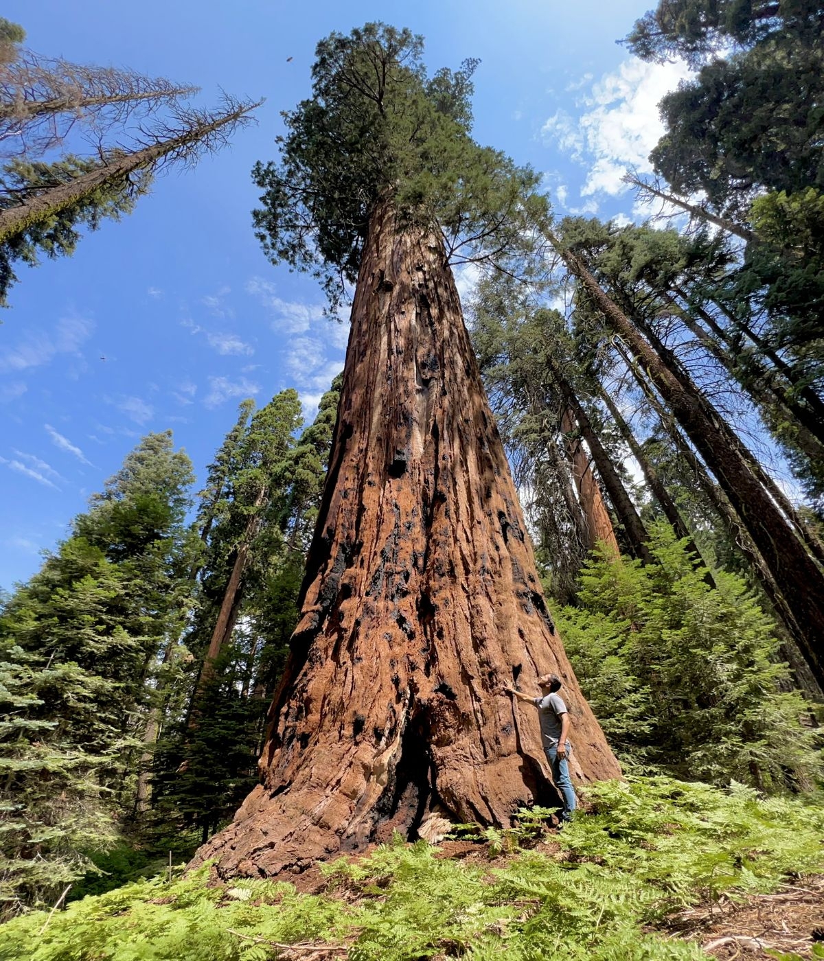 A giant sequoia stretches to the sky, dwarfing the researcher at its base. 