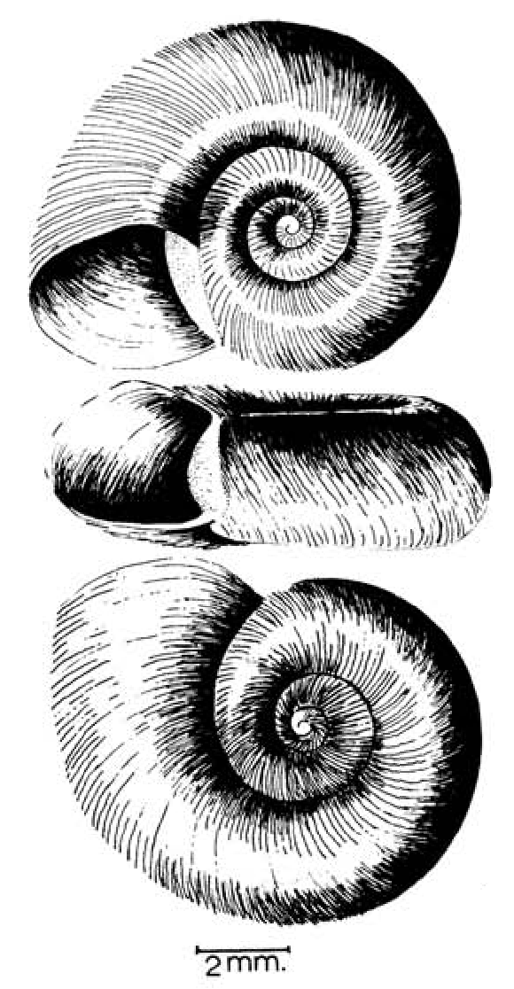 line drawing of parasite-carrying freshwater snail endemic to Senegal