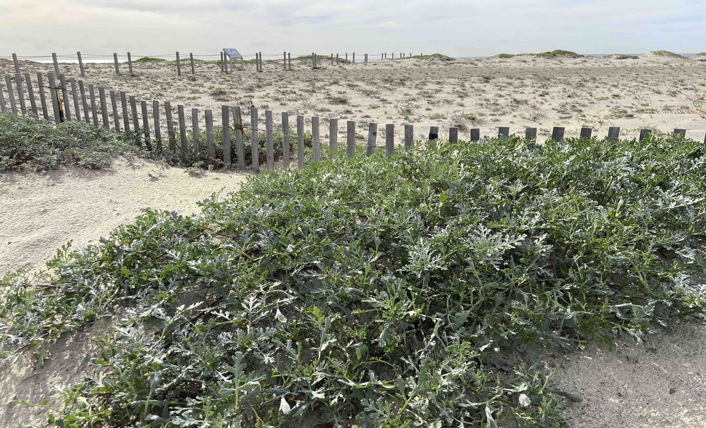 dune plant and dune fence