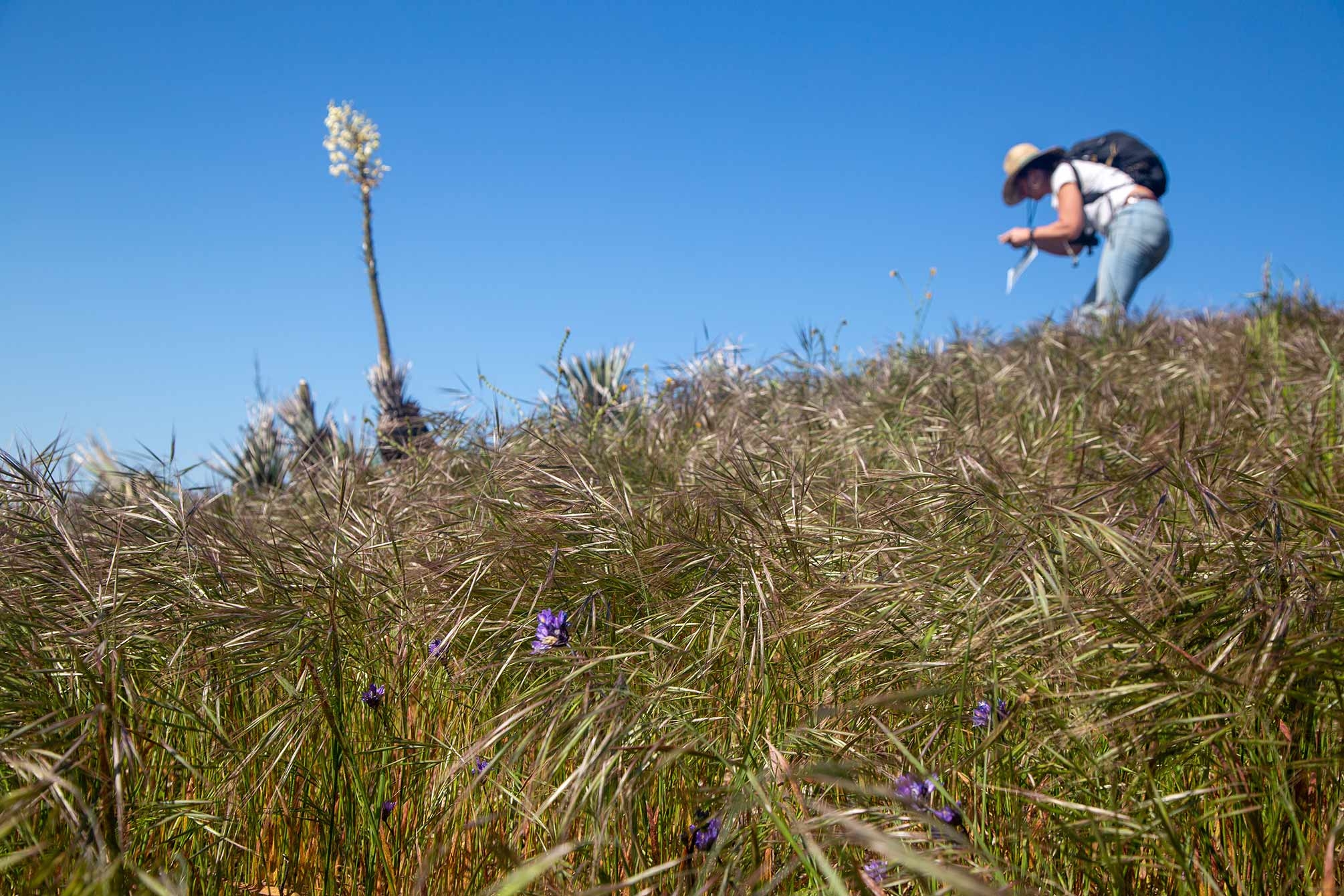 Purple flowers peak through the tall grass. In the background a researcher crouches for a photo of regenerating yucca stumps.