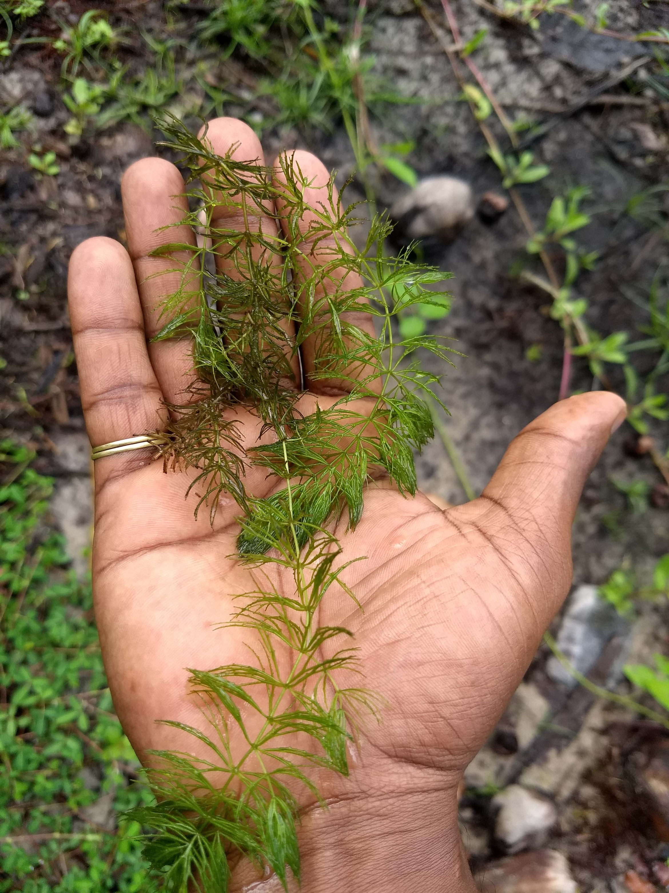 a hand holding a clipping of aquatic vegetation