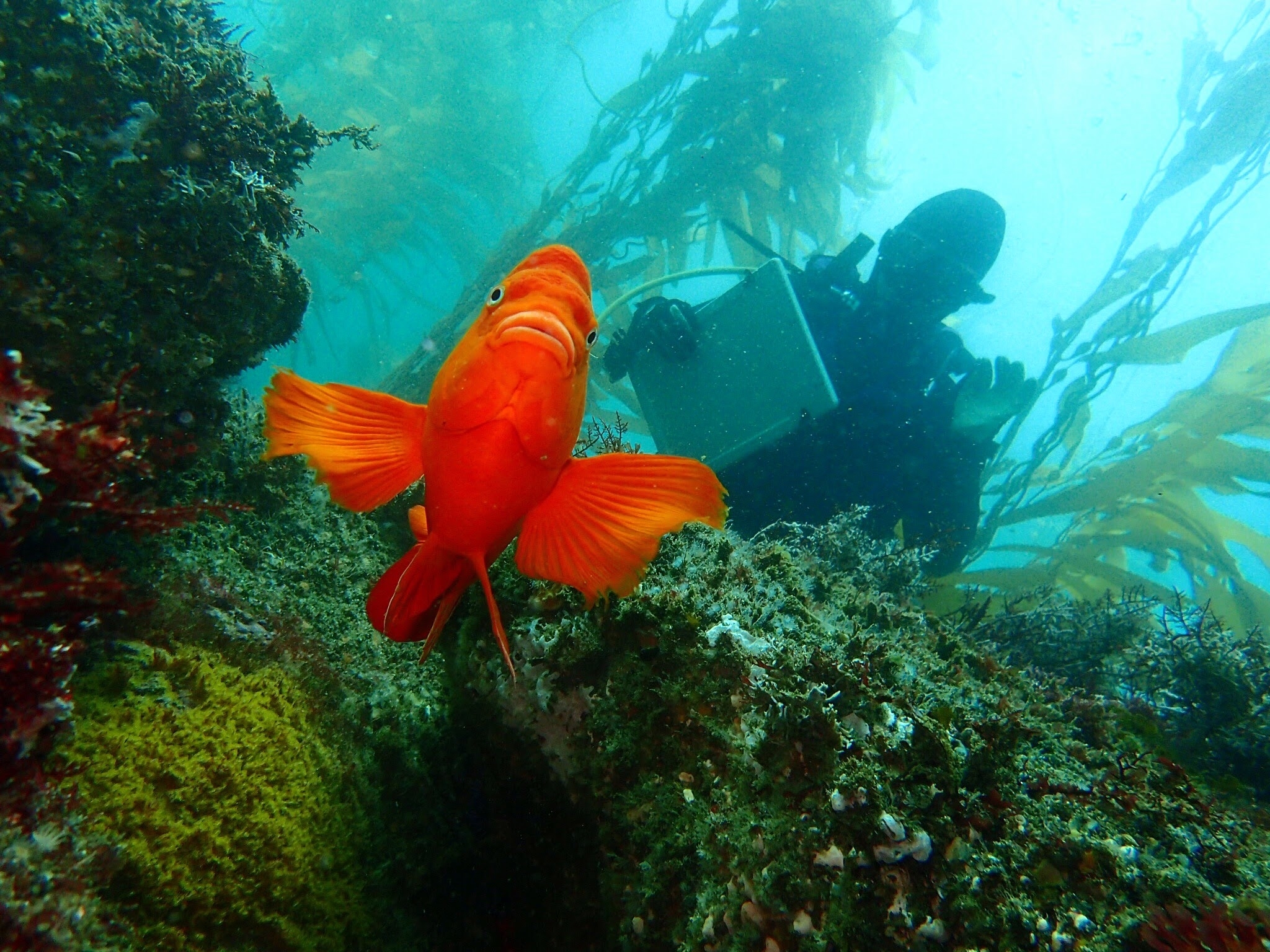 an orange garibaldi with a scientific diver in the background