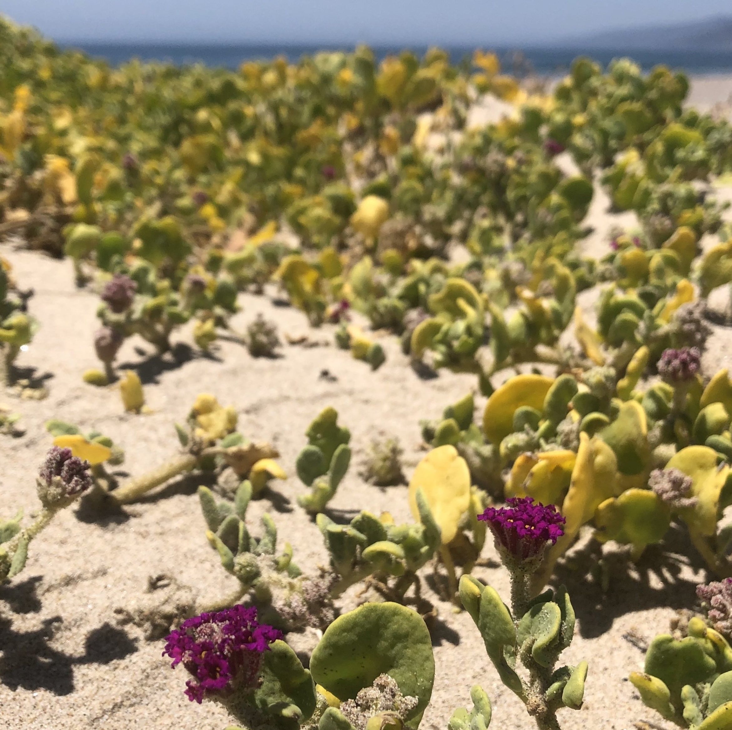 dune plant with dark pink flowers