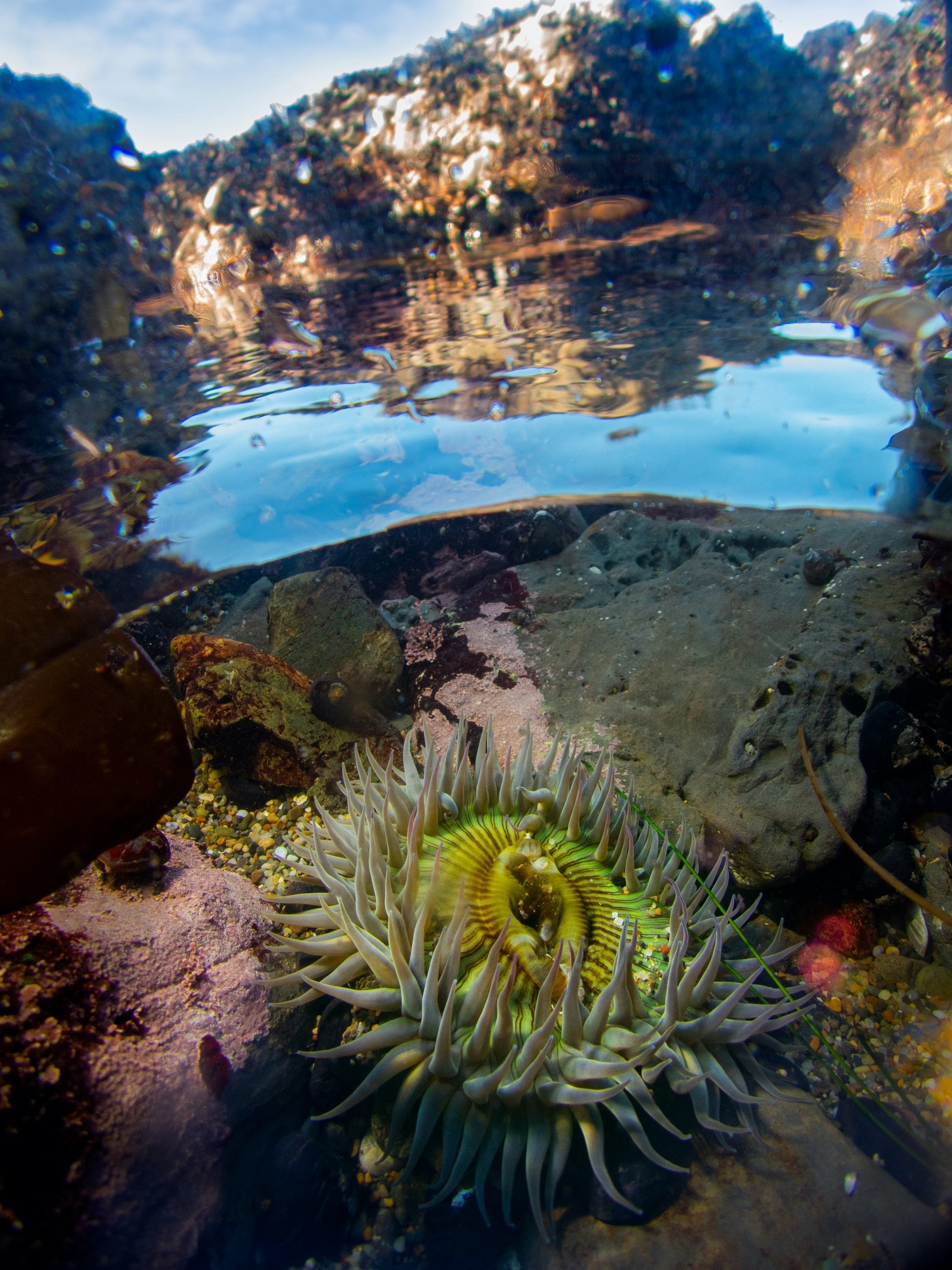 sea anemone in tidepool