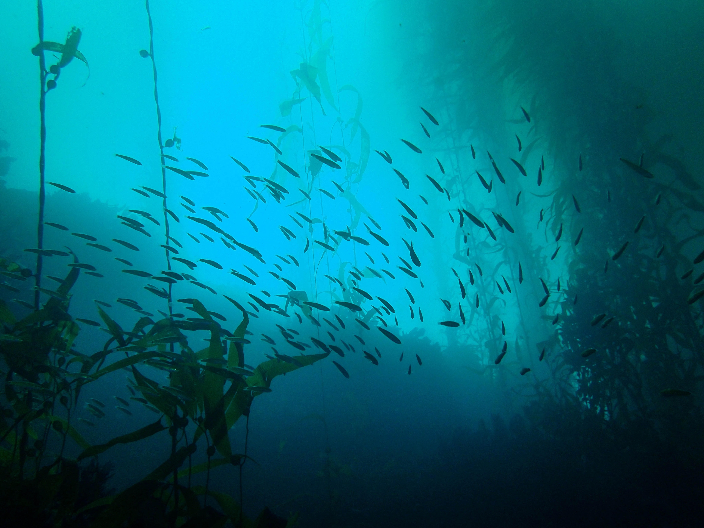 a school of small fish 