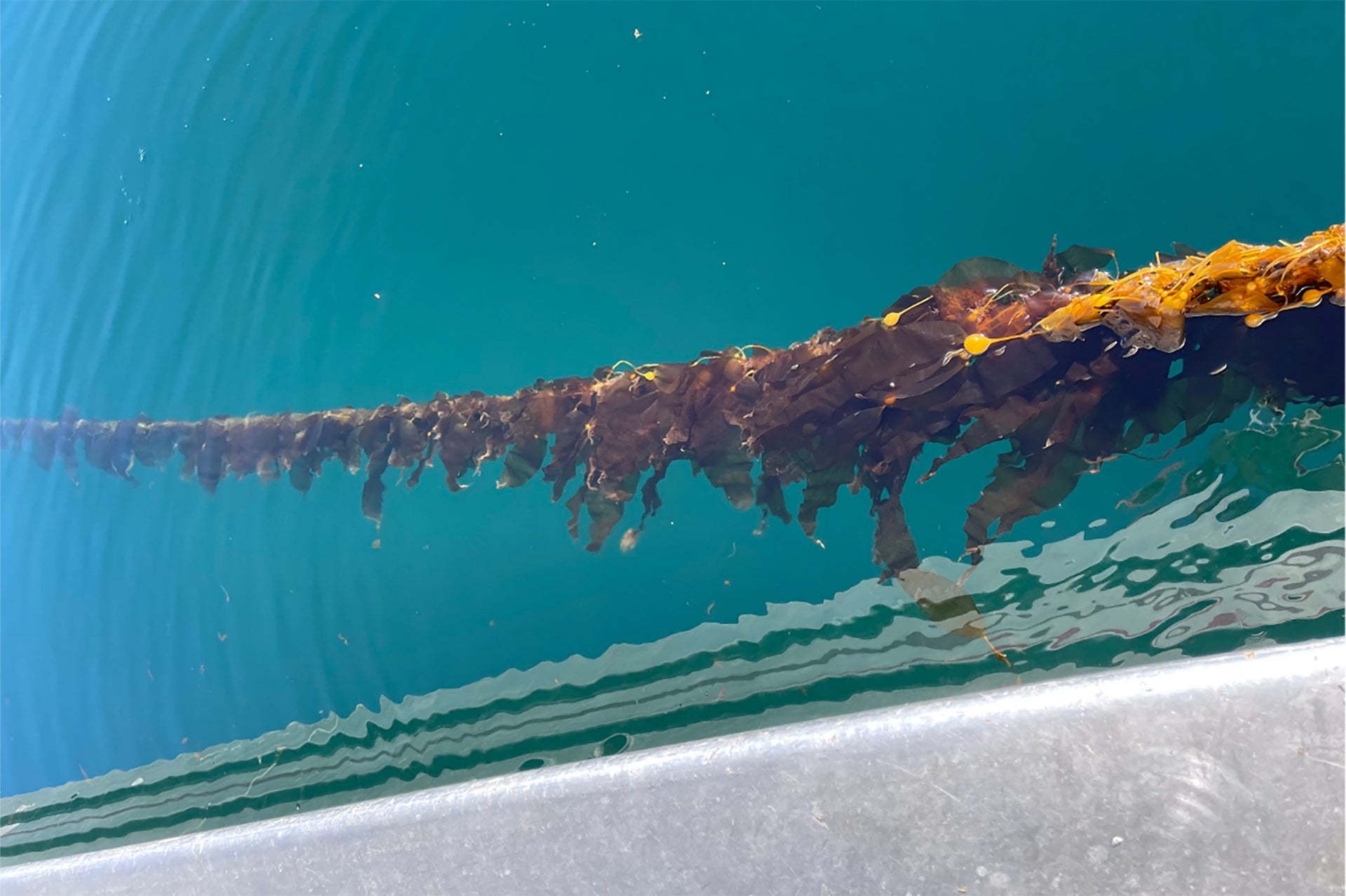 Kelp in clear water from Jen Rose Smith and Jim Smith photo essay