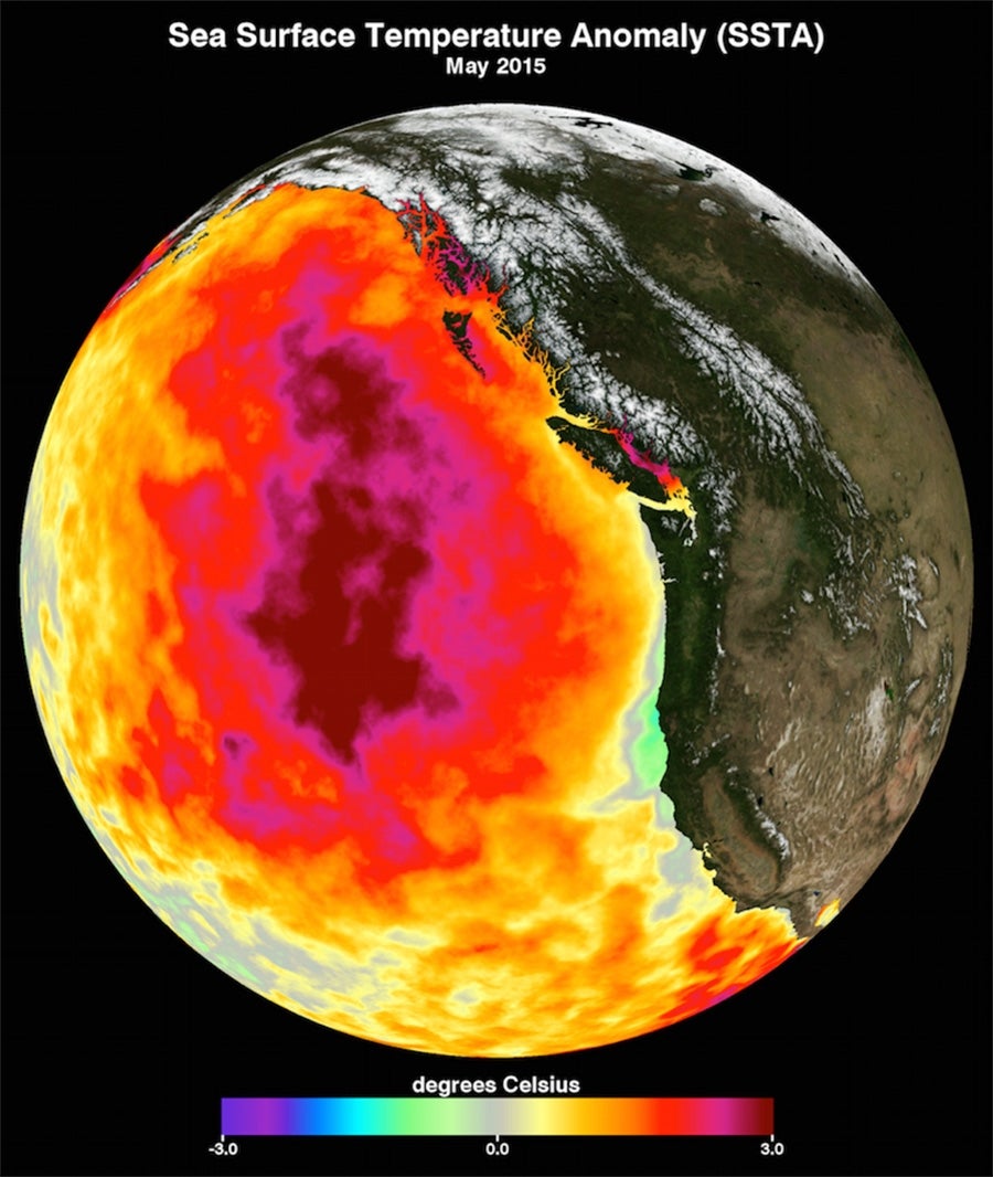 String of Marine Heatwaves Continues to Dominate Northeast Pacific