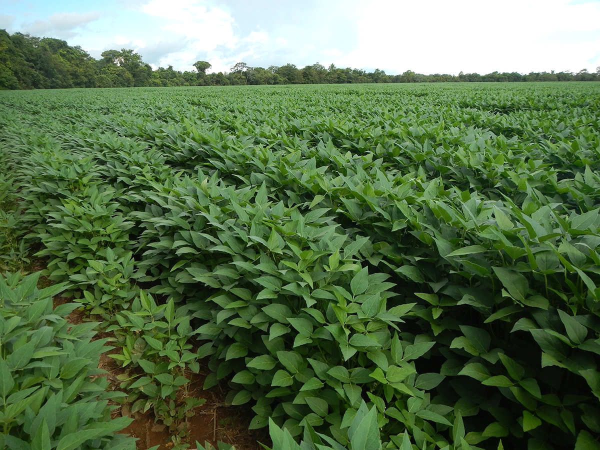 A field of soy in the Amazon rainforest
