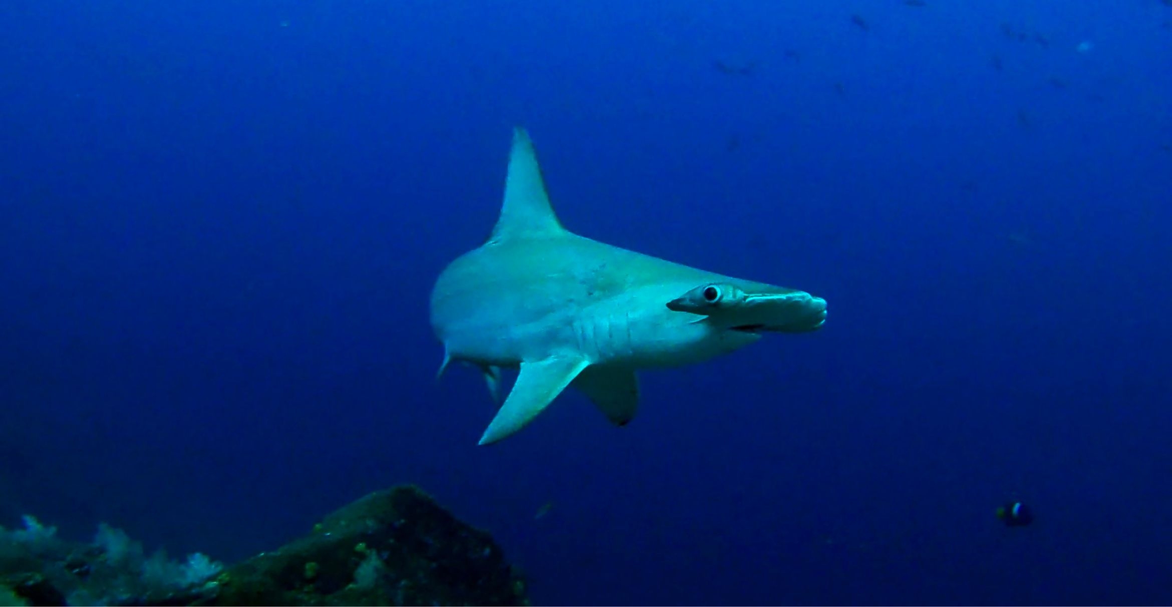 A scalloped hammerhead prowls a reef in the Galapagos Marine Reserve, Ecuador.