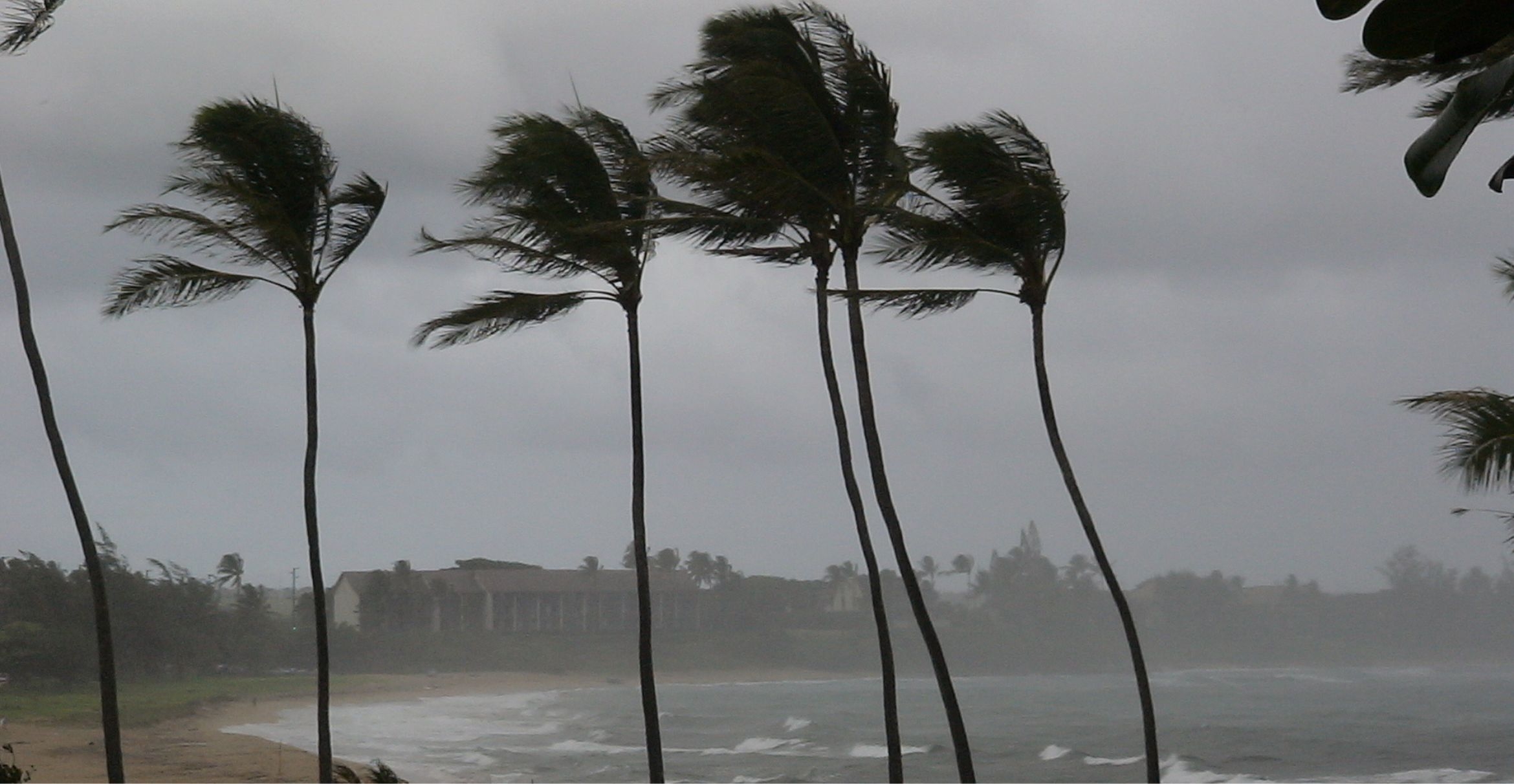 Palms blow in a storm.