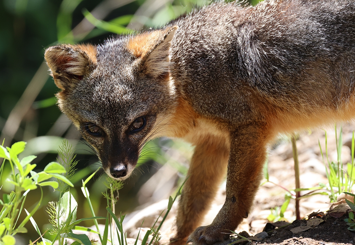 Santa Cruz Island fox