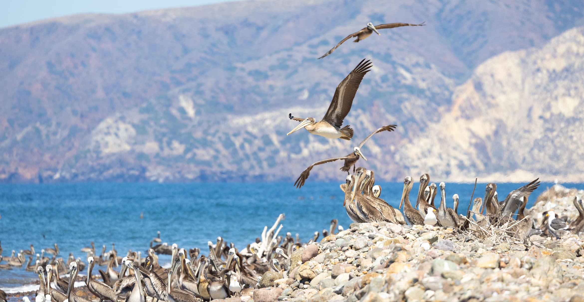 Brown pelicans on the shore of Santa Cruz Island