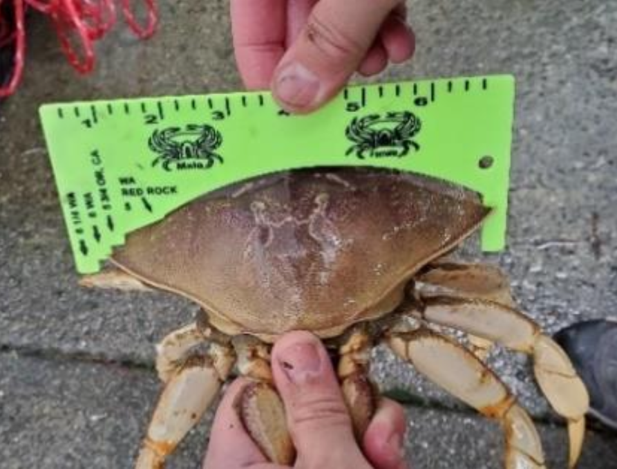 Measuring a crab to determine if it is legal to keep.