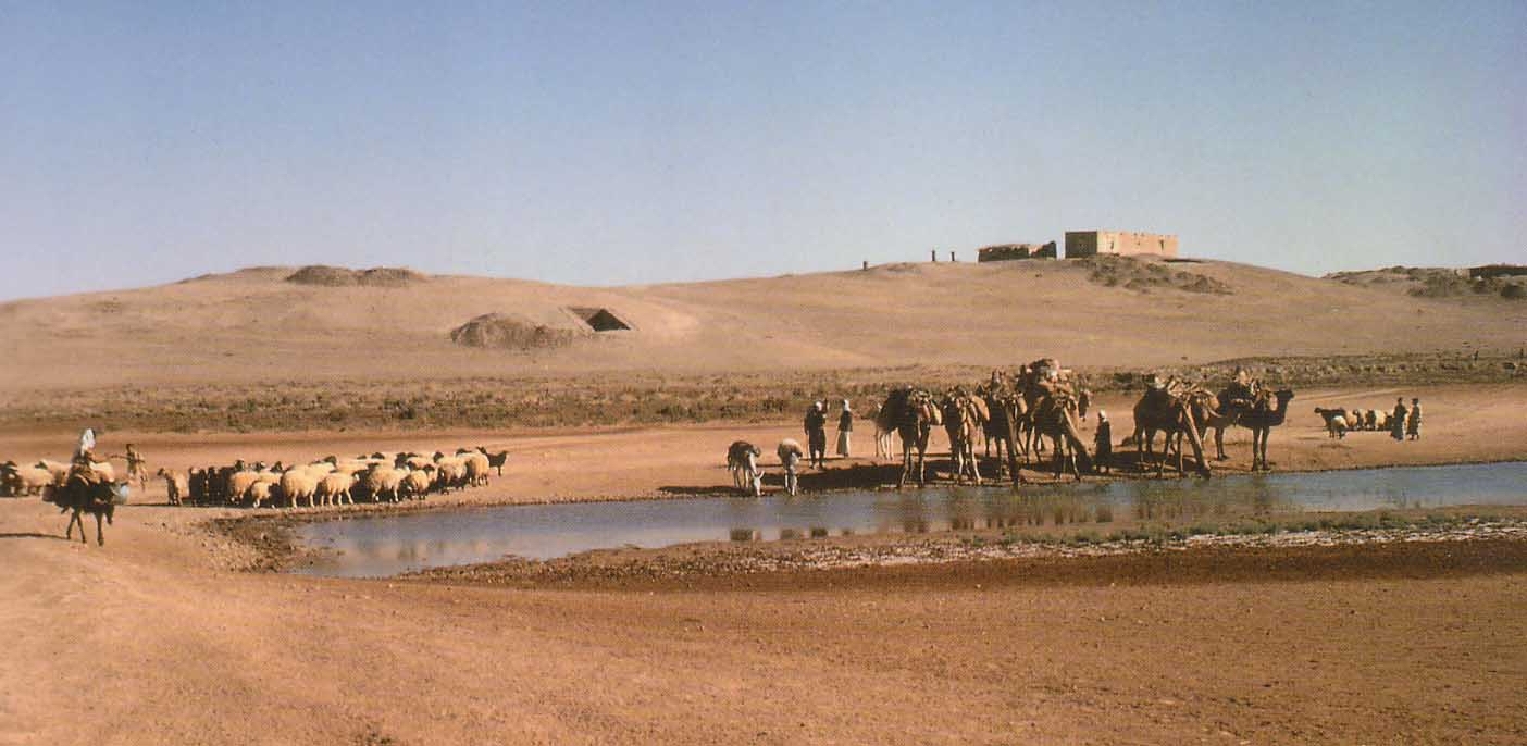 sheep and camels drinking in front of an ancient archaeological mound