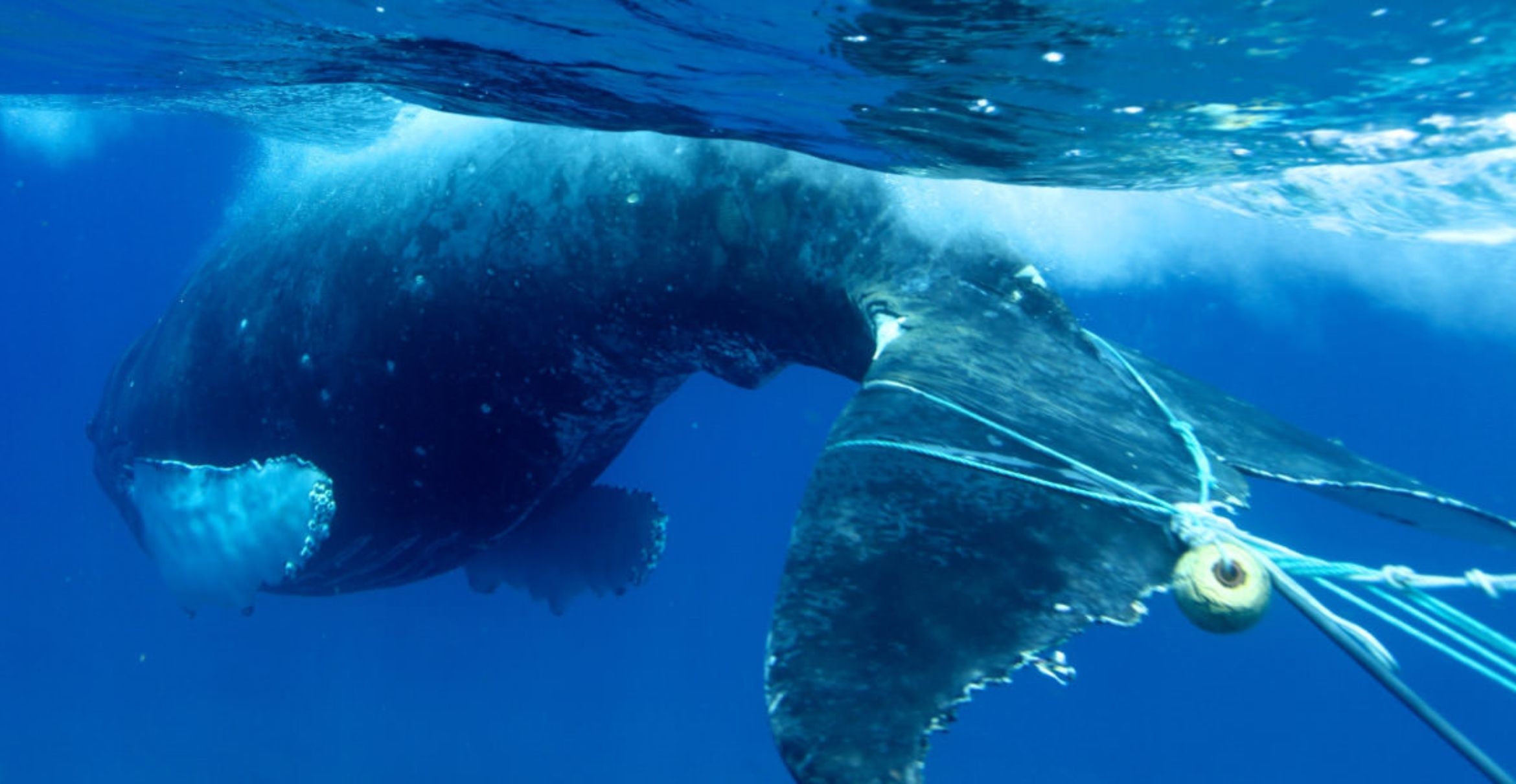 A humpback swims at the surface with fishing gear wrapped around its flukes.