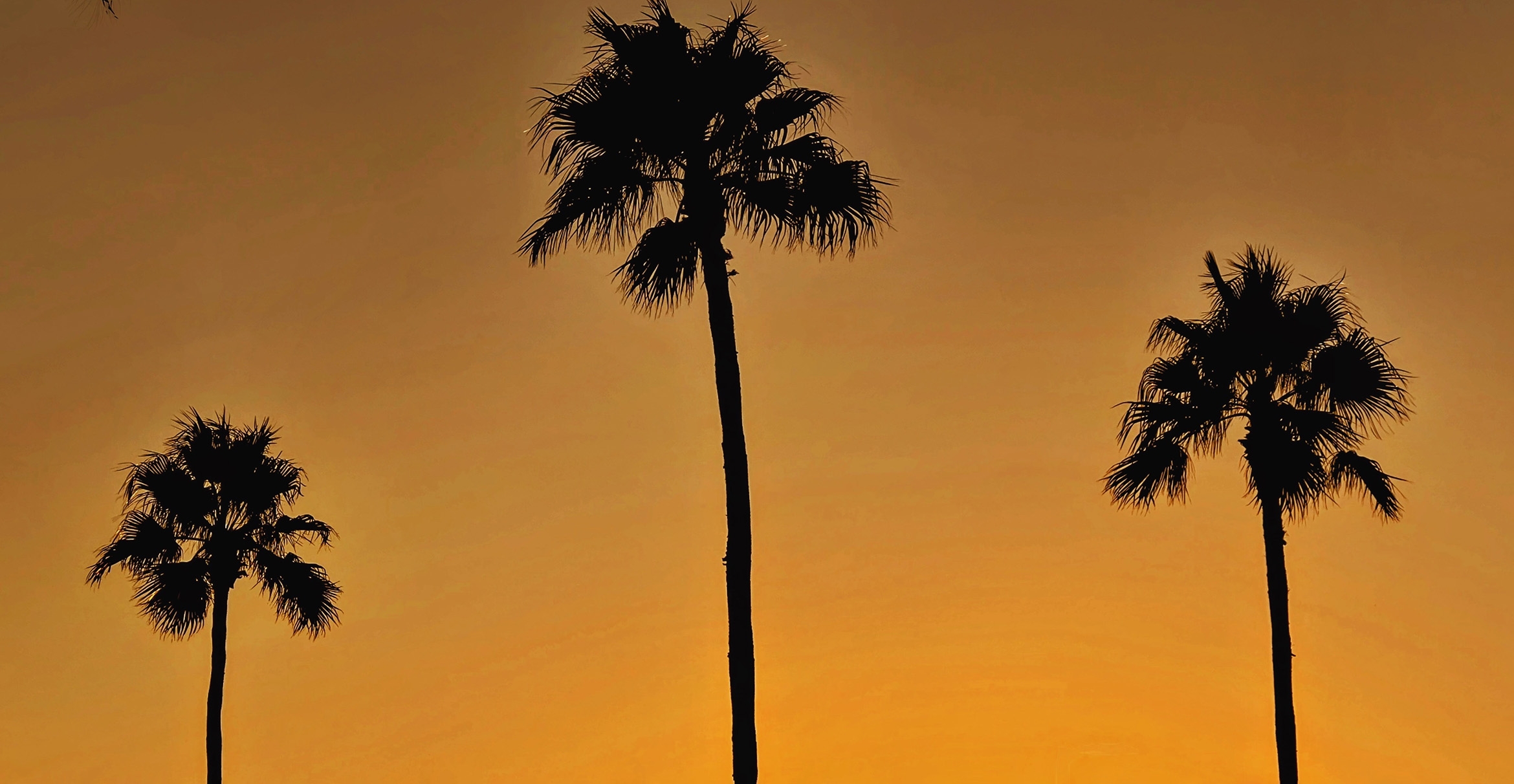 Silhouette of three palm trees against a golden sunset