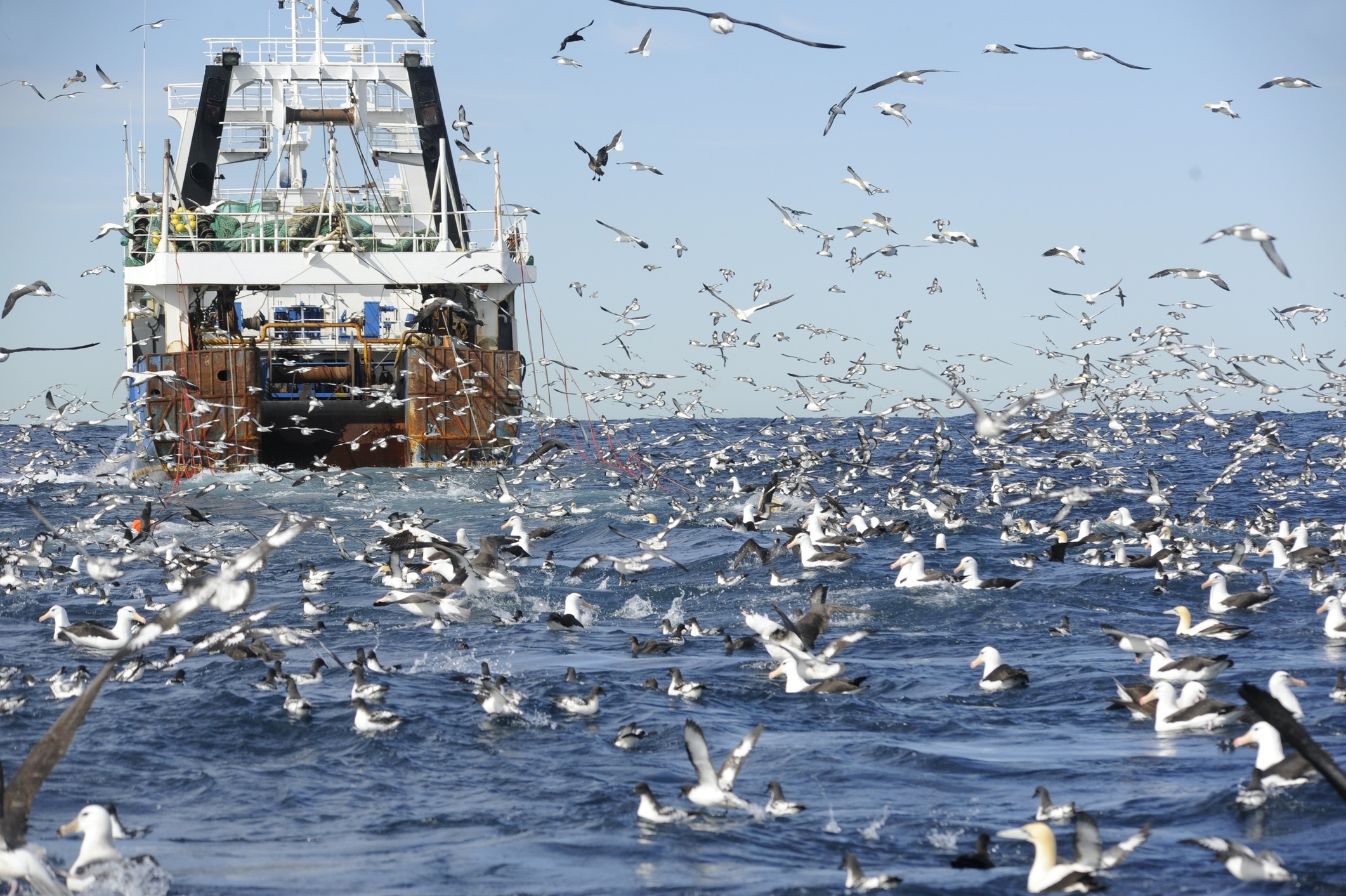 a large industrial fishing vessel surrounded by seabirds