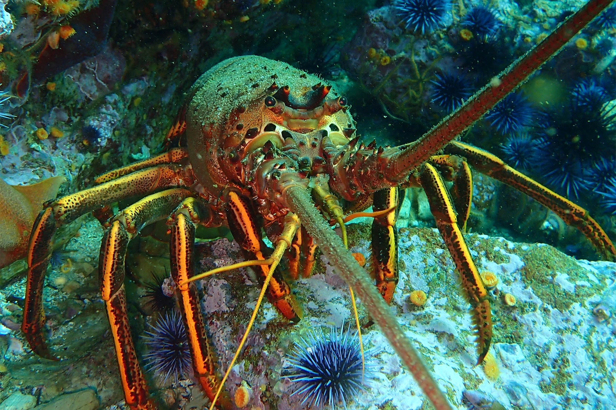 Closeup of a lobster perched on a rock underwater