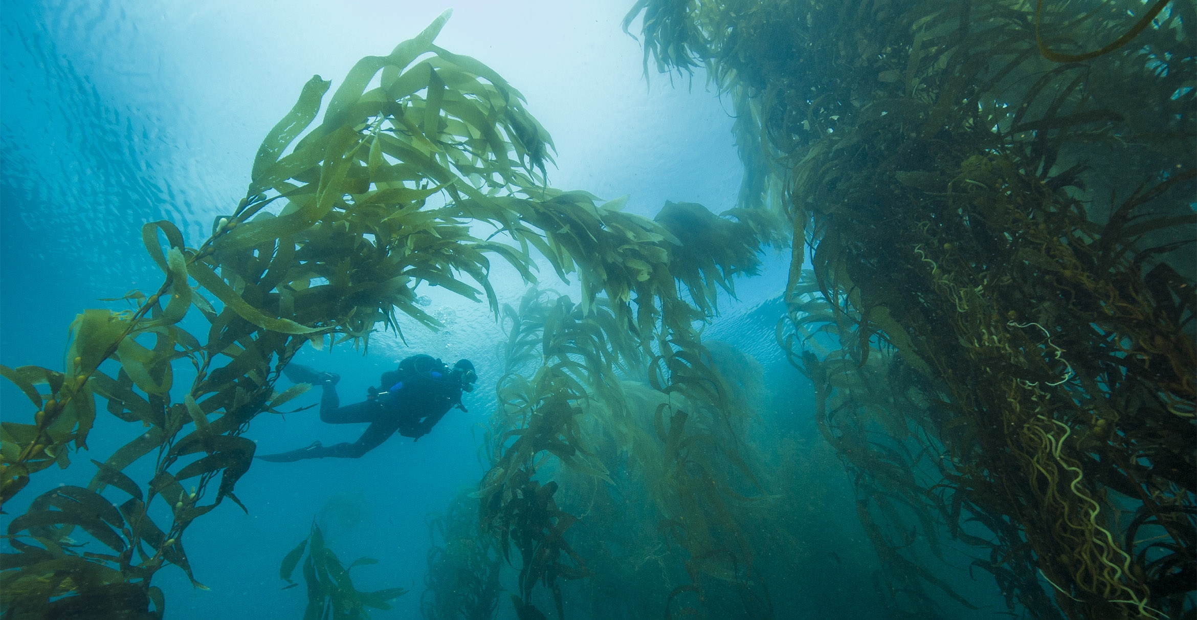 A scuba diver swims in a kelp forest