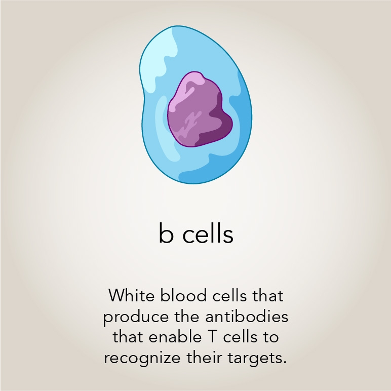 B cells  White blood cells that produce the antibodies that enable T cells to recognize their targets.