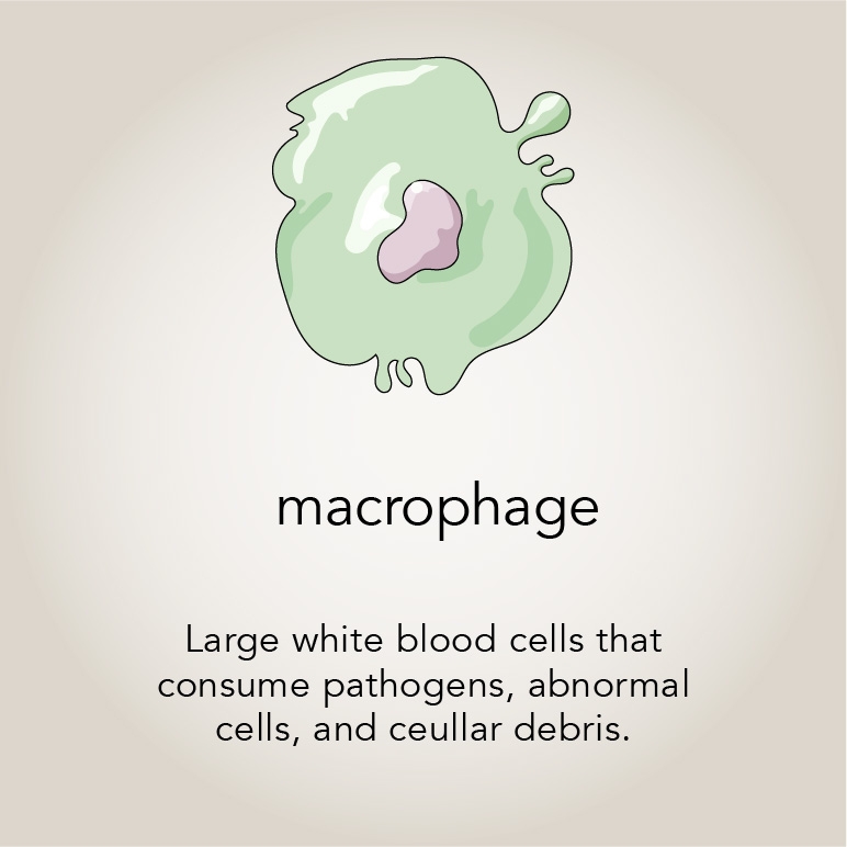 Macrophage  Large white blood cells that consume pathogens, abnormal cells, and cellular debris.